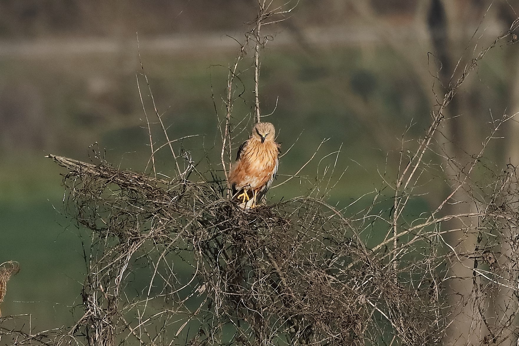 Falco di palude 27-12-2022