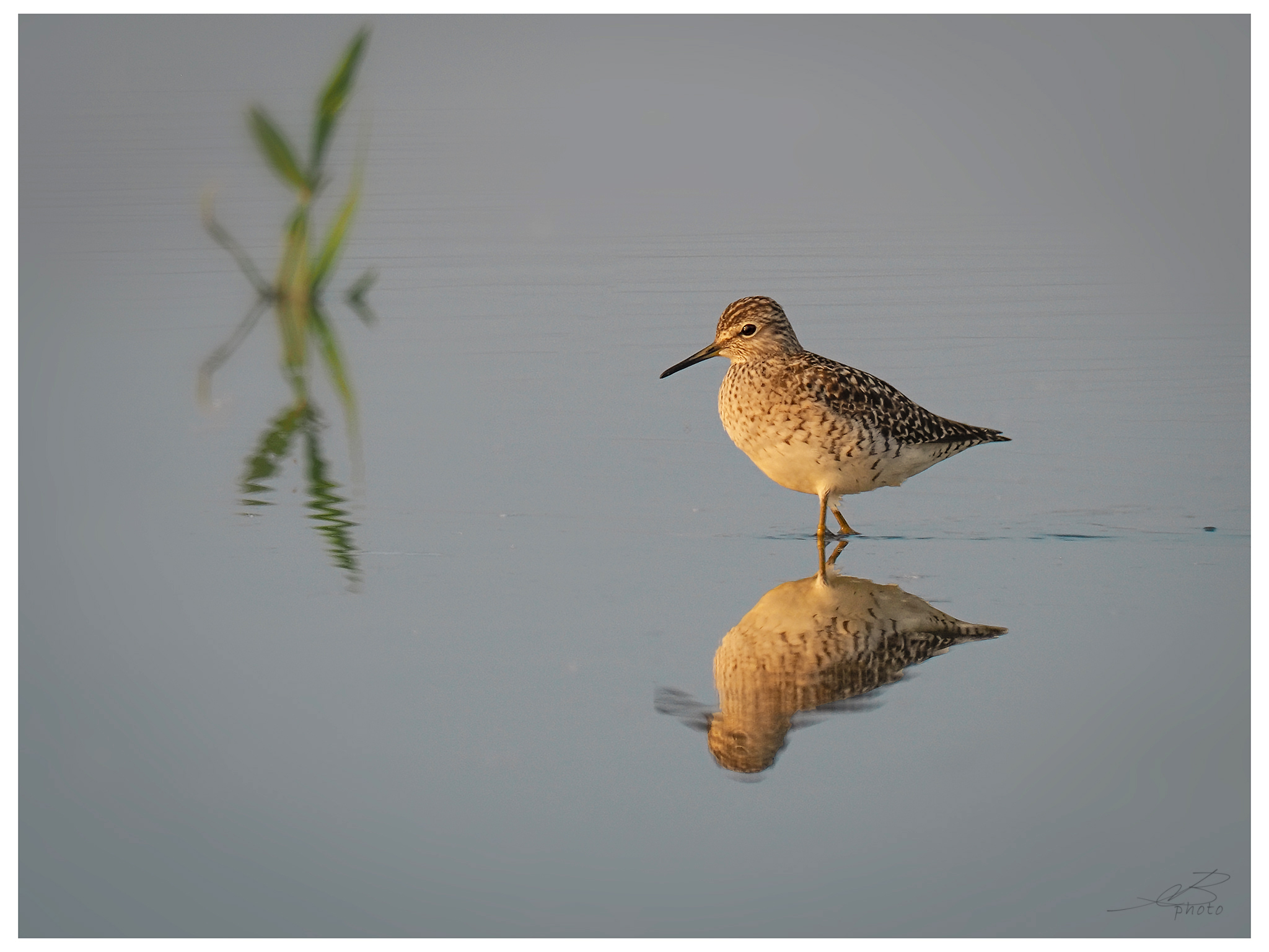 Sandpiper Pyro Boschereccio
