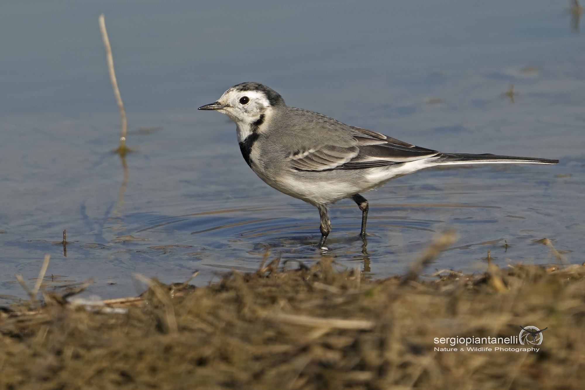 White wagtail