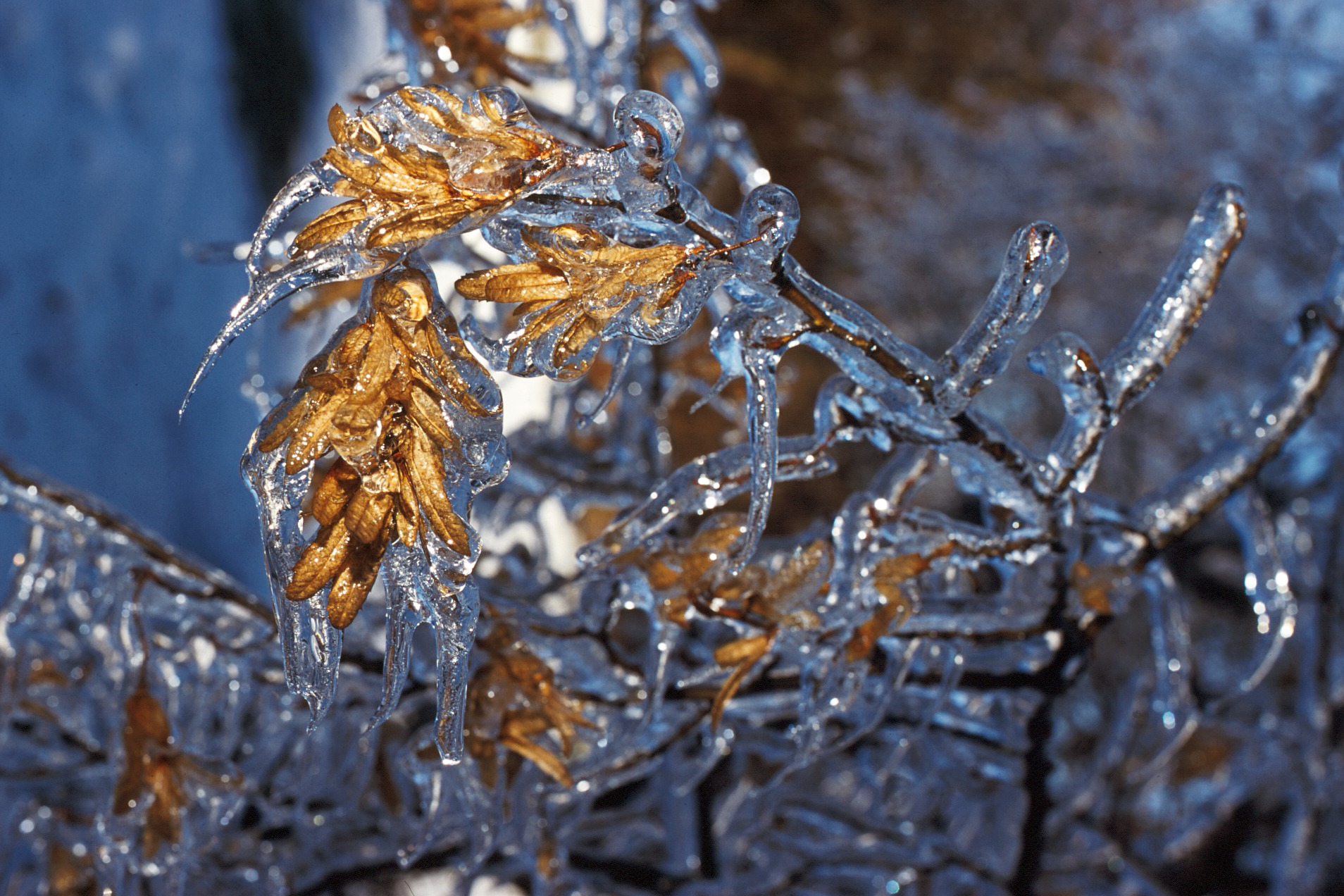 Frozen