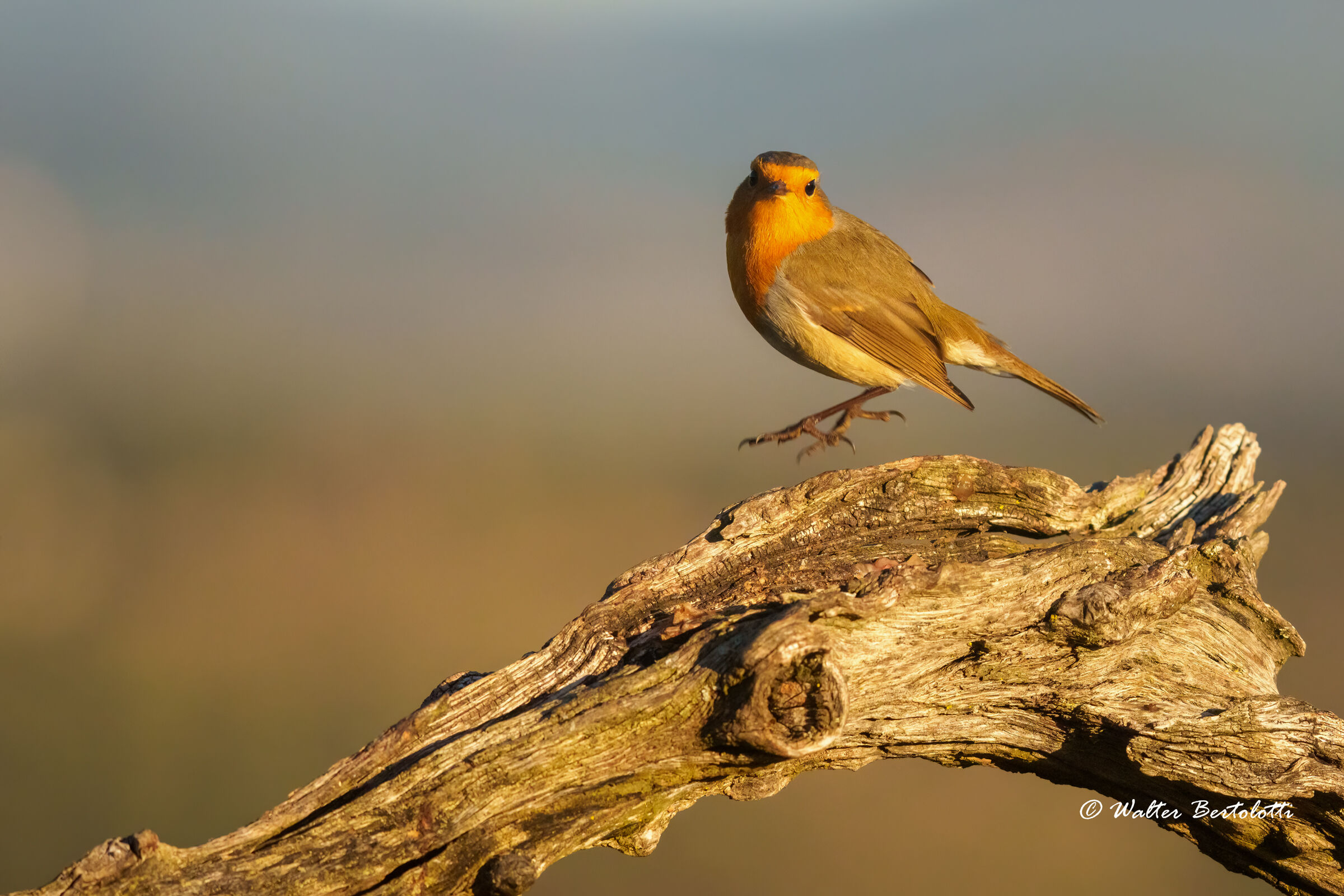 the dance of the robin