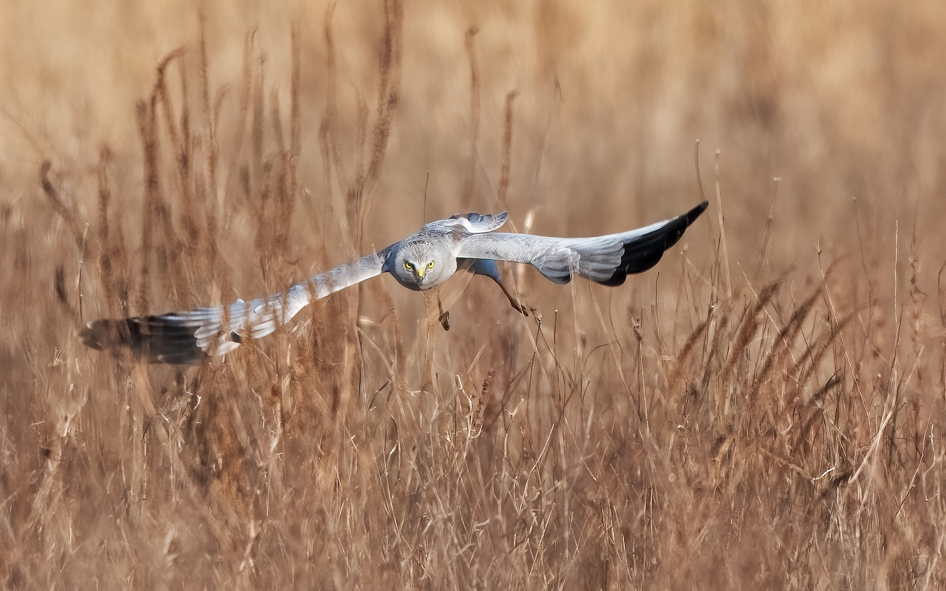 Harrier male