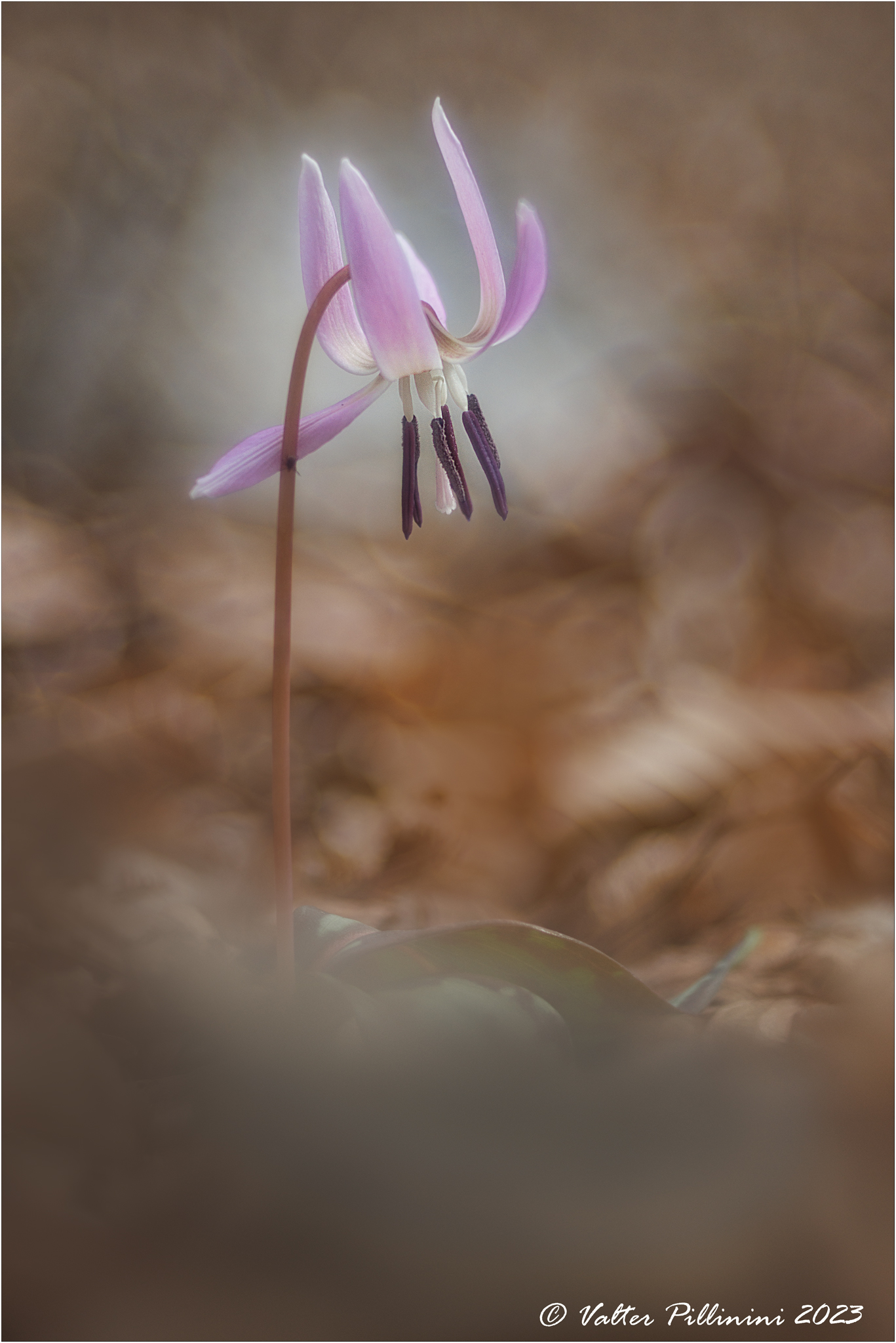 Erythronium dens-canis.