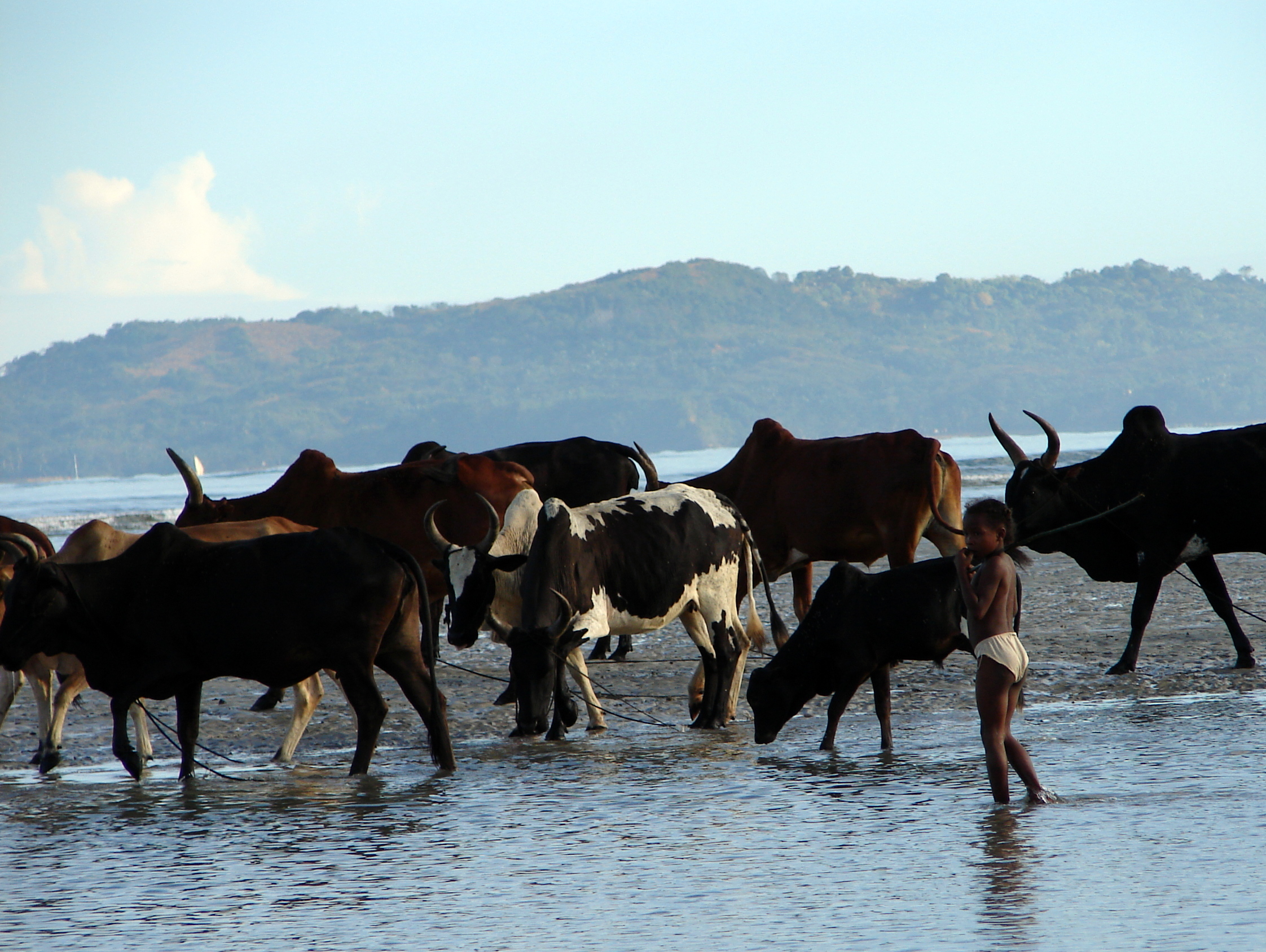 bagno domenicale del bestiame