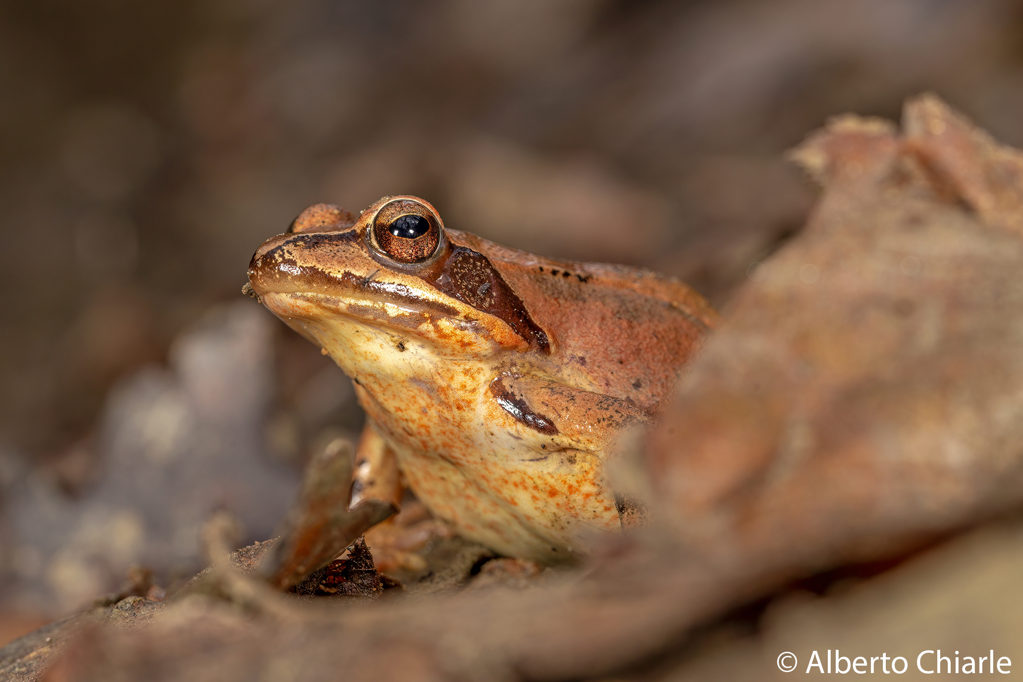 Rana agile (Rana dalmatina)