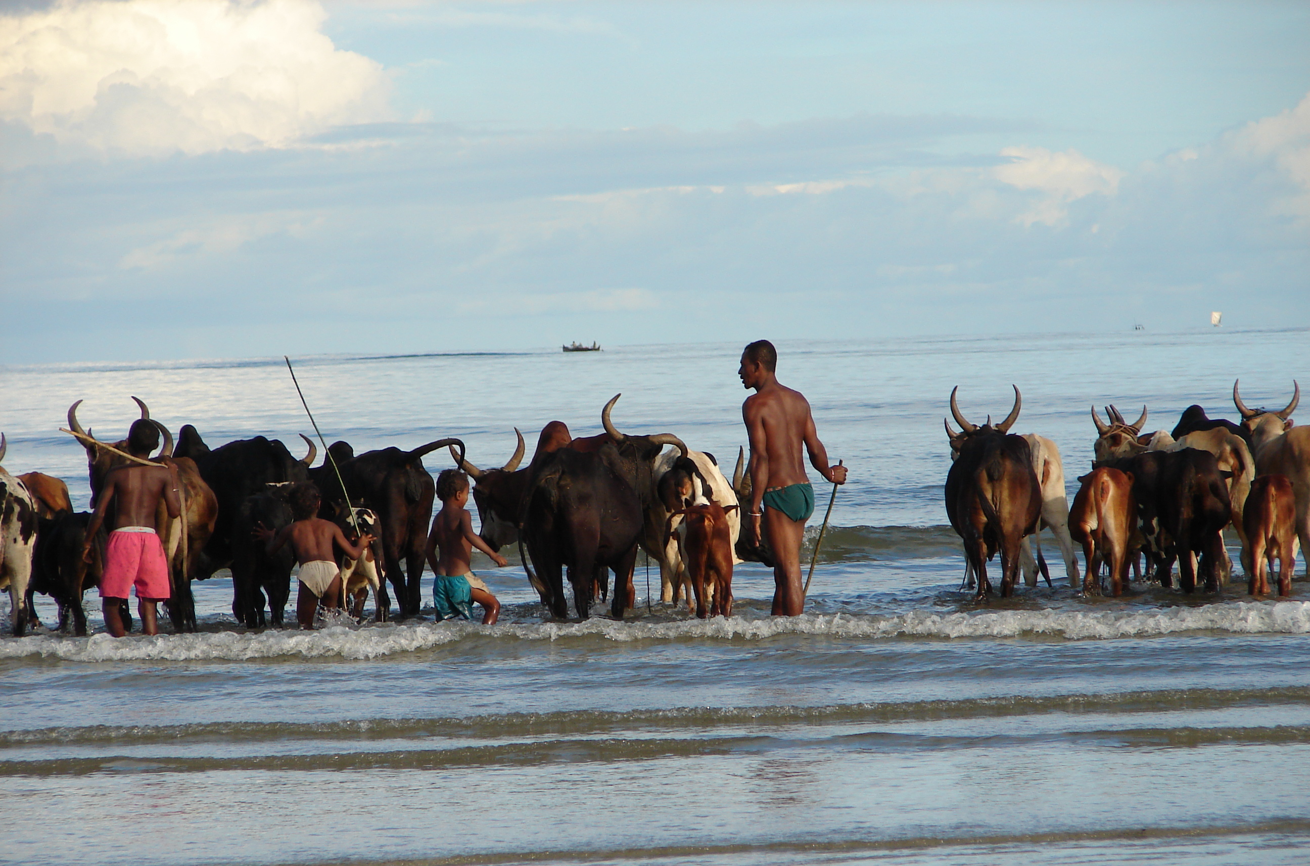 bagno domenicale del bestiame