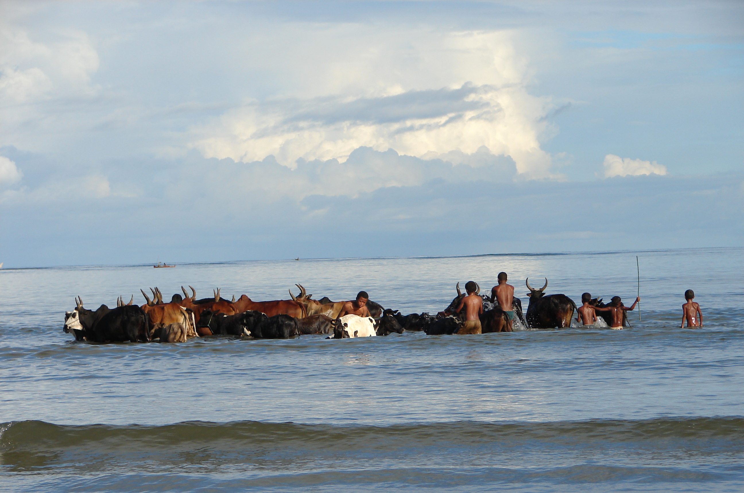 Sunday bathroom livestock