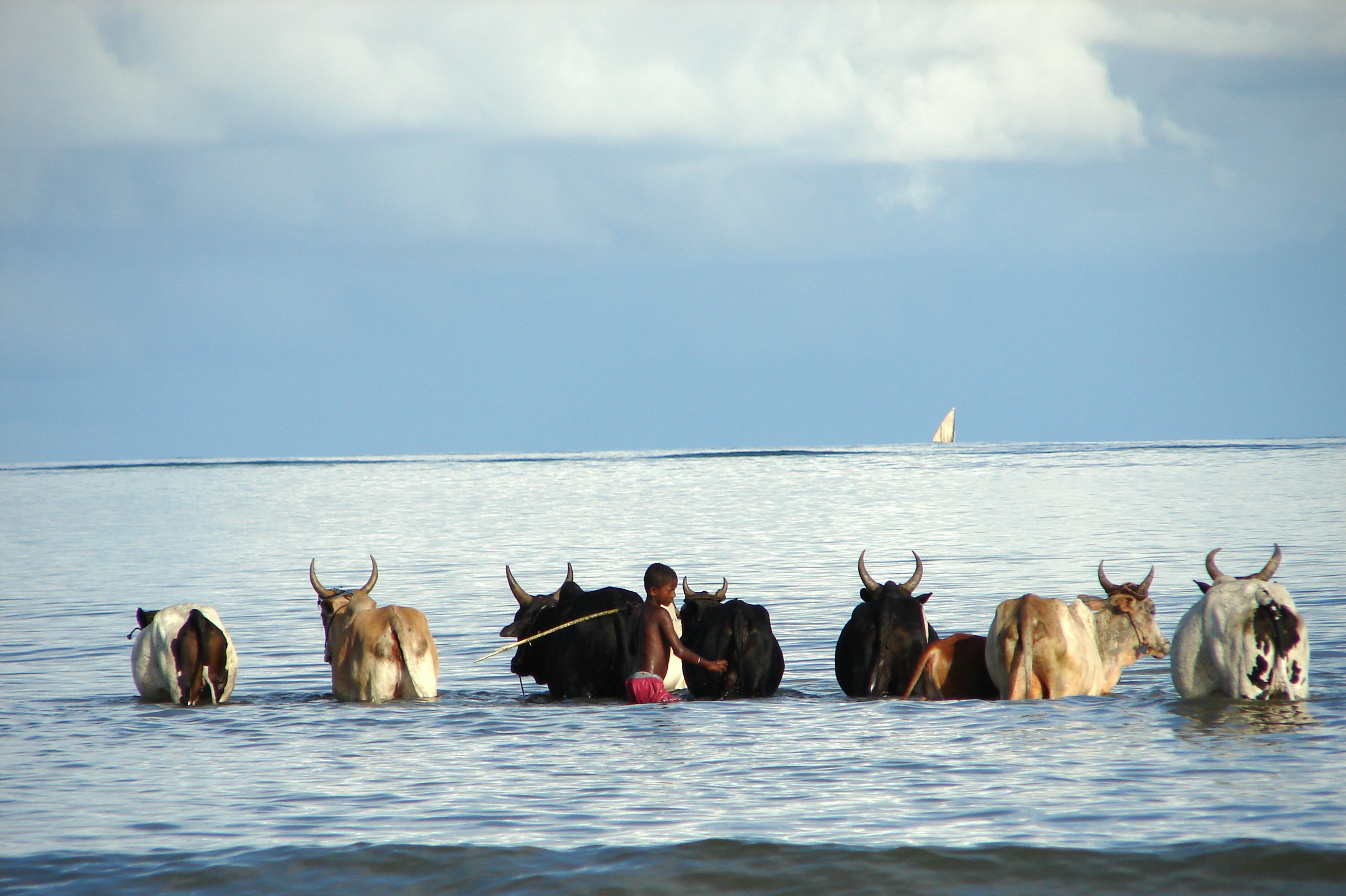 bagno domenicale del bestiame