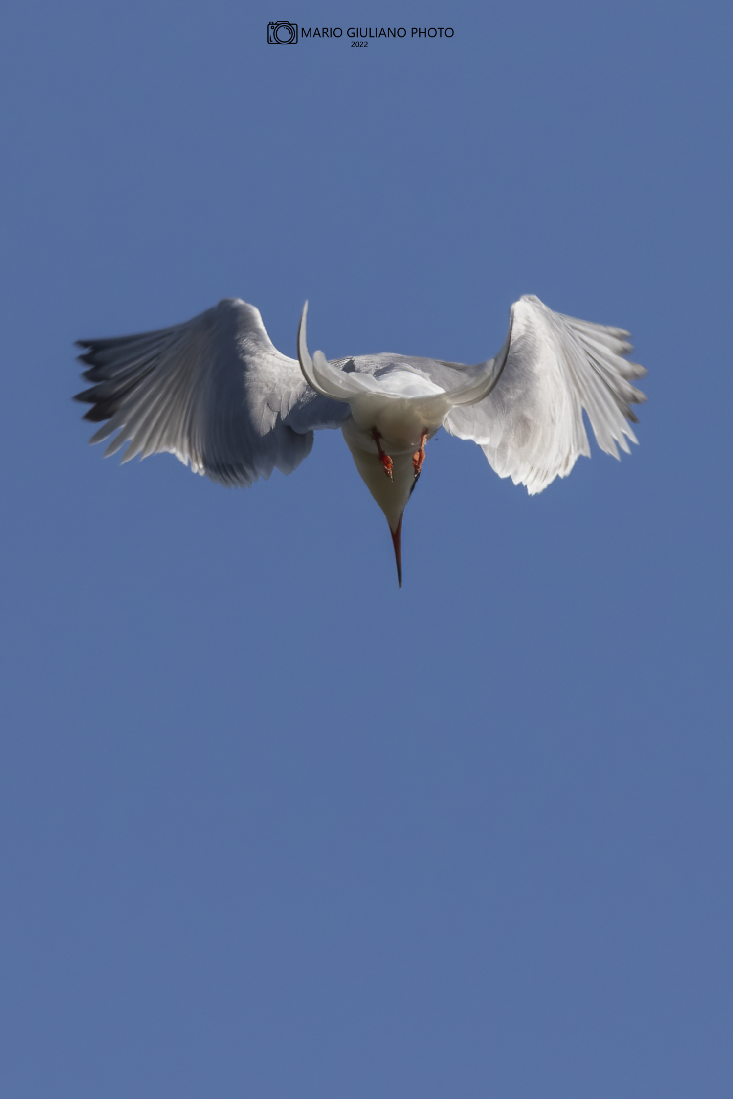 Tern