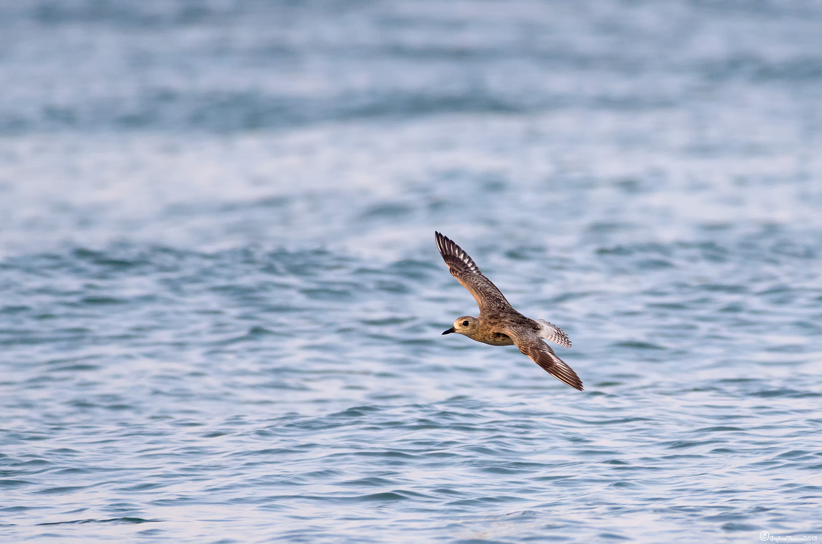 Grey Plover