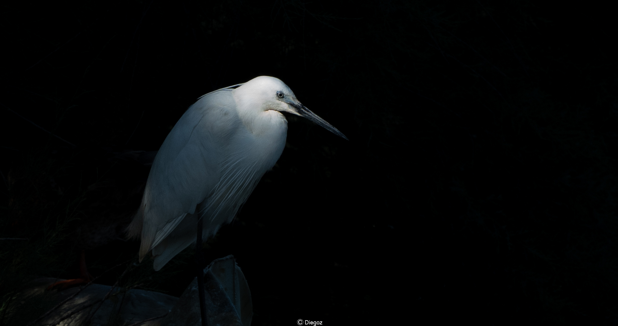 Untitled Photo