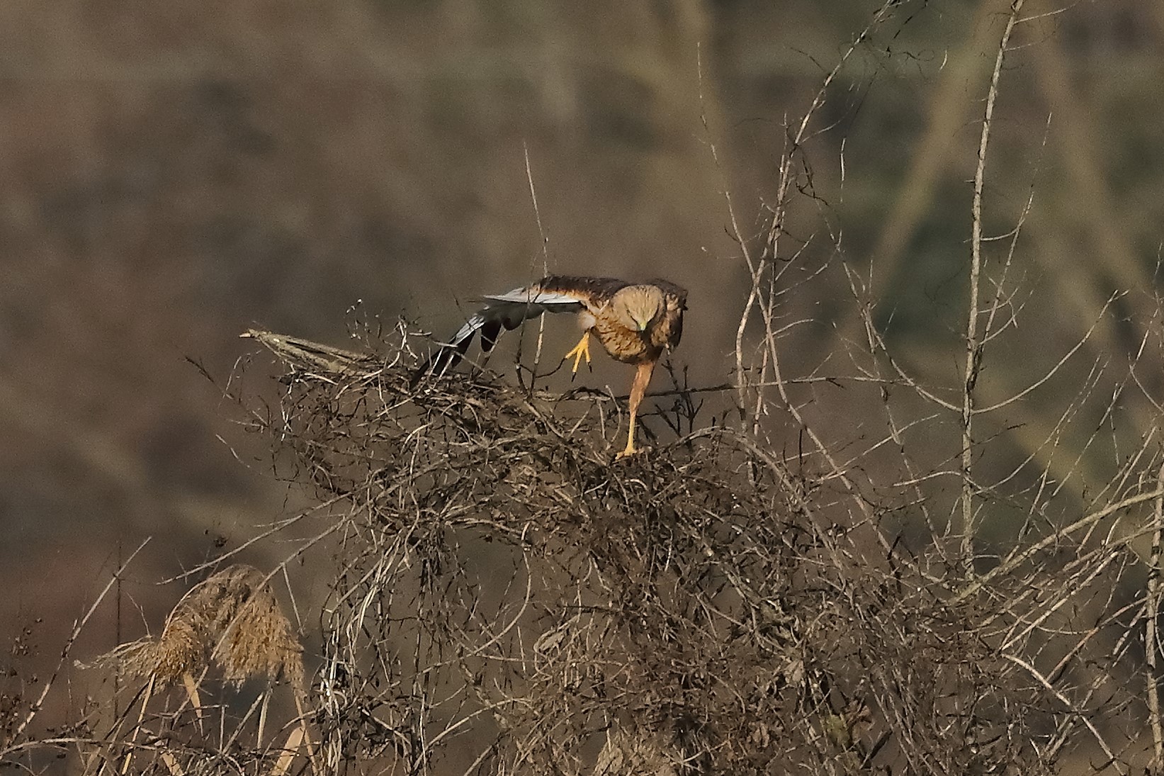 Falco di palude 27-12-2022