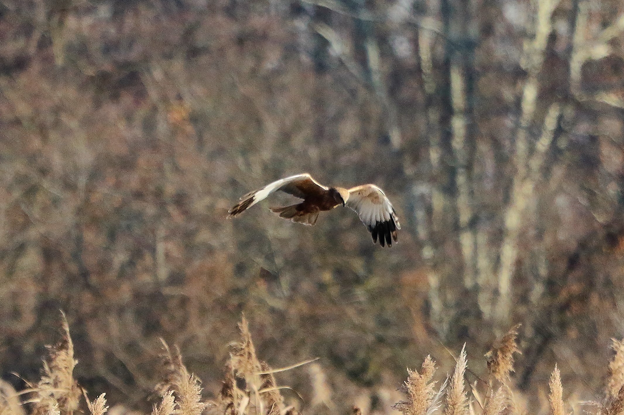 Falco di palude 12 dicembre 2022
