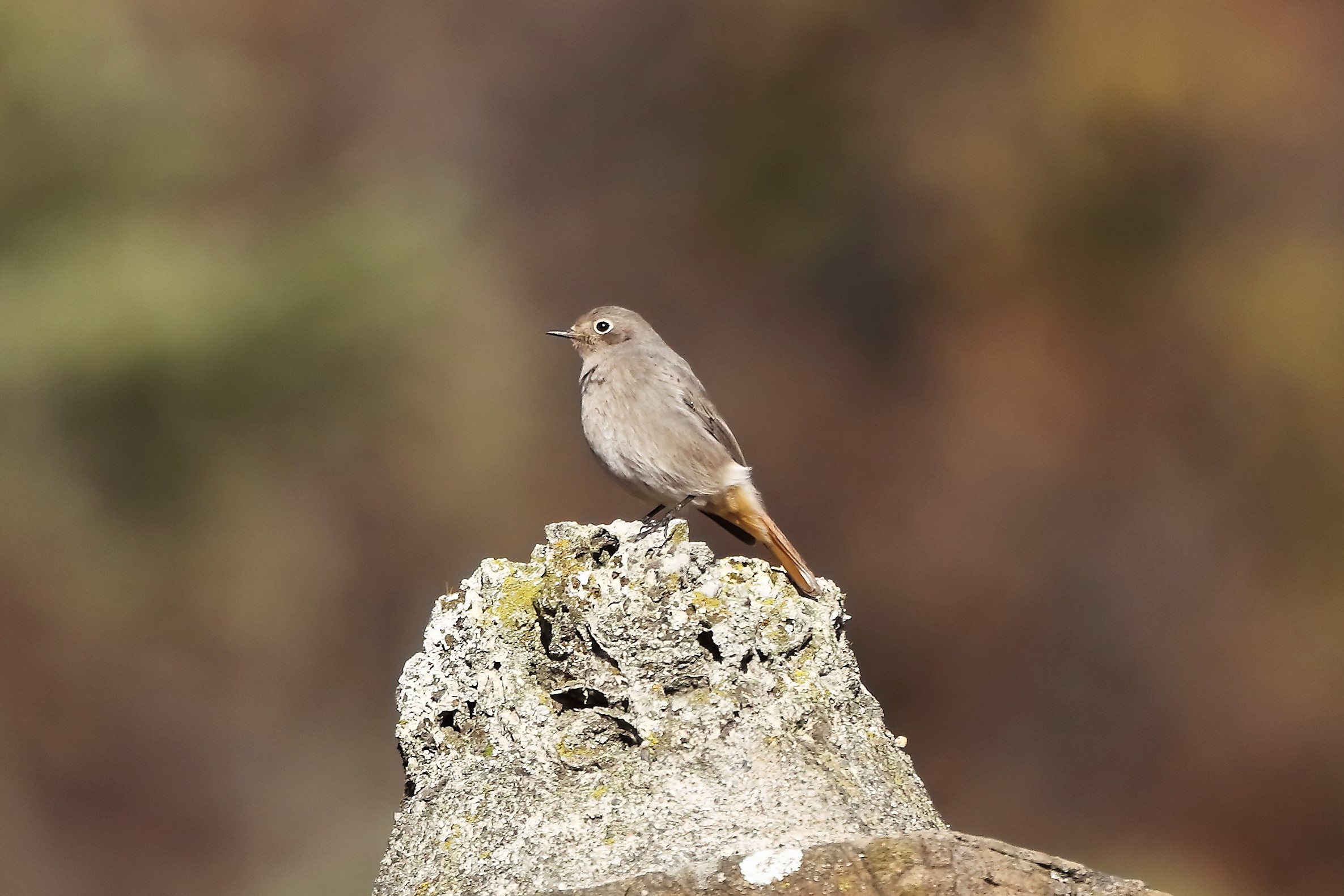 Codirosso 17 dicembre 2022