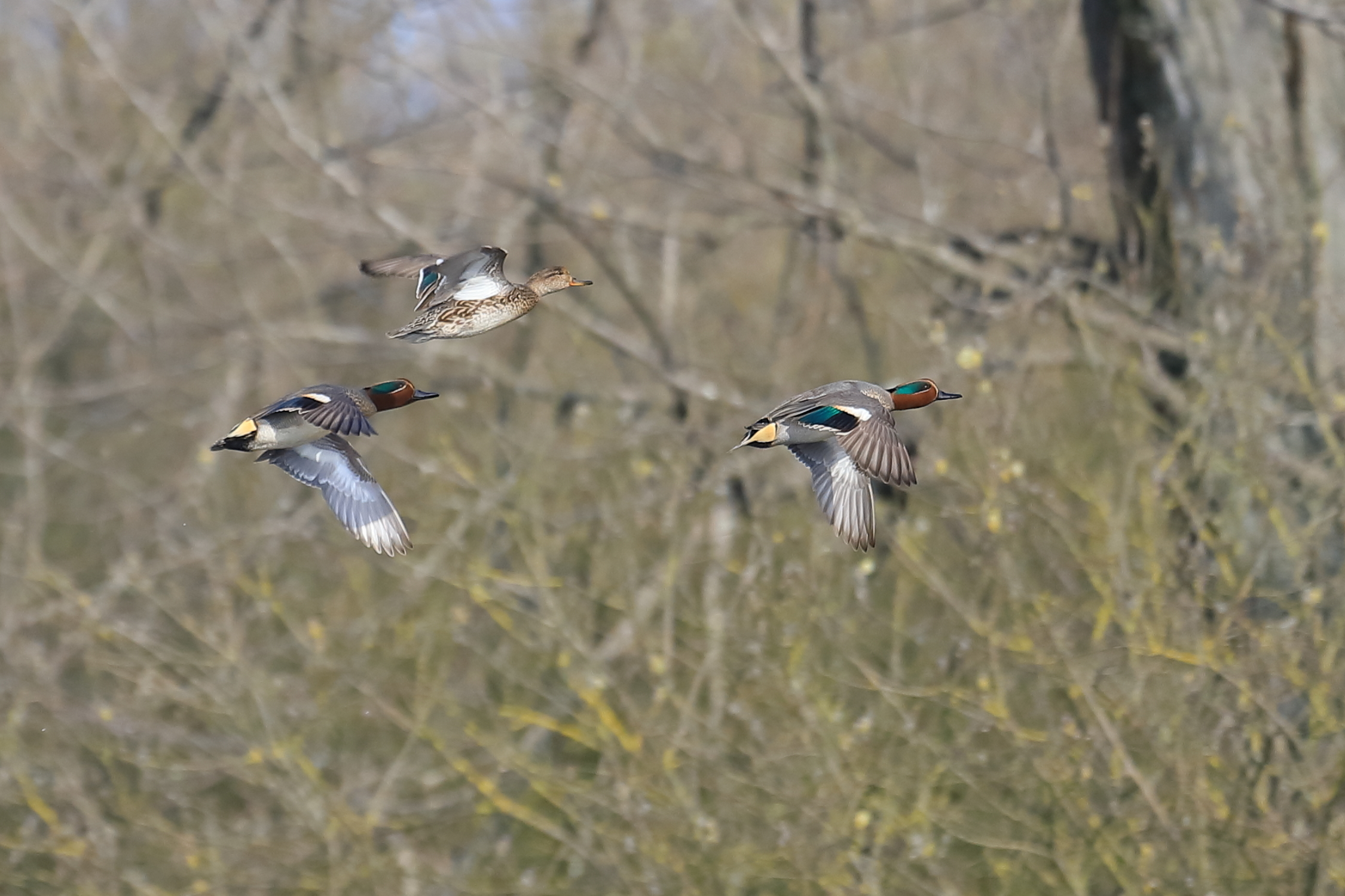 Volo di Alzavole