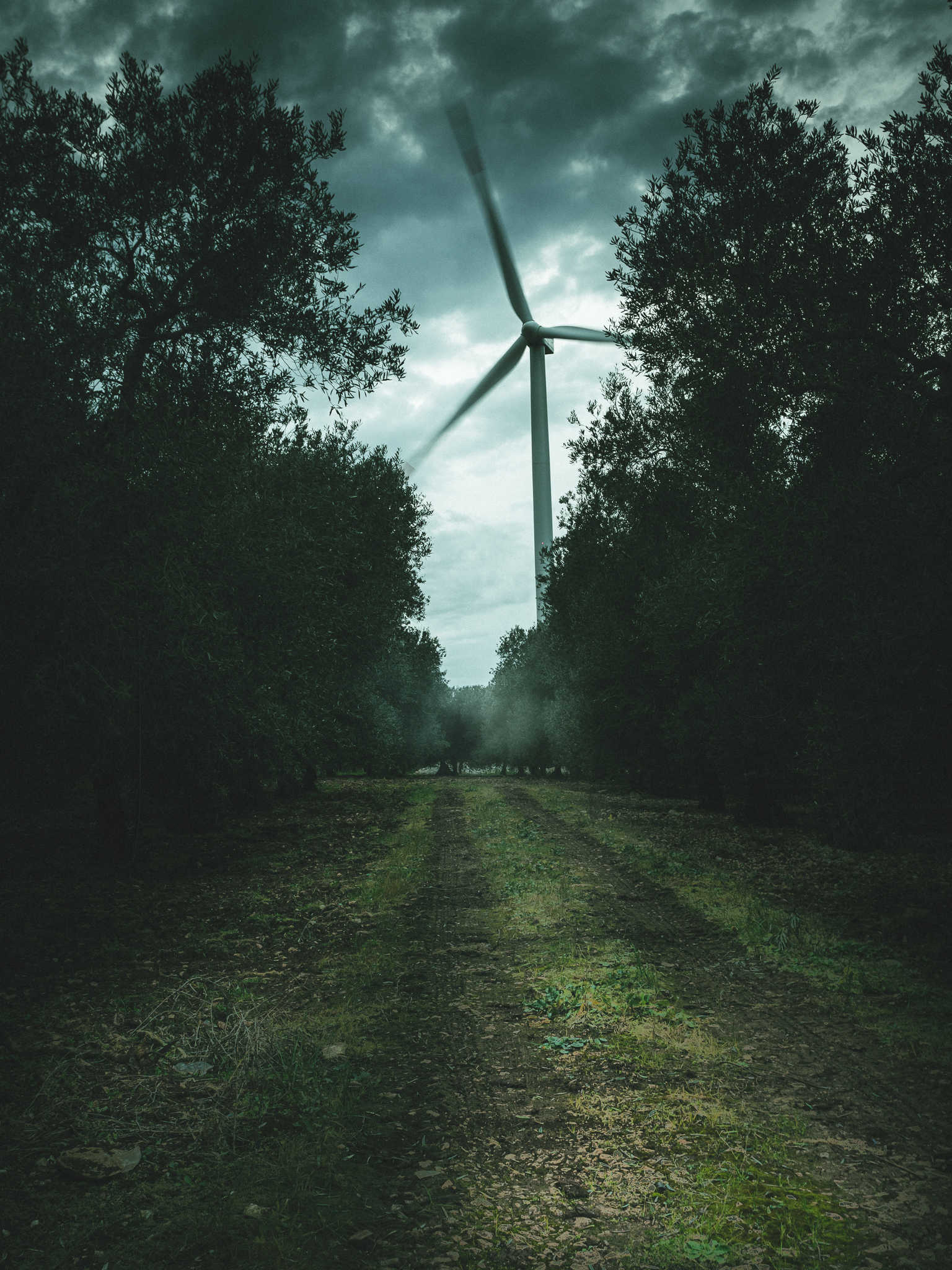 a bit of wind among the olive trees