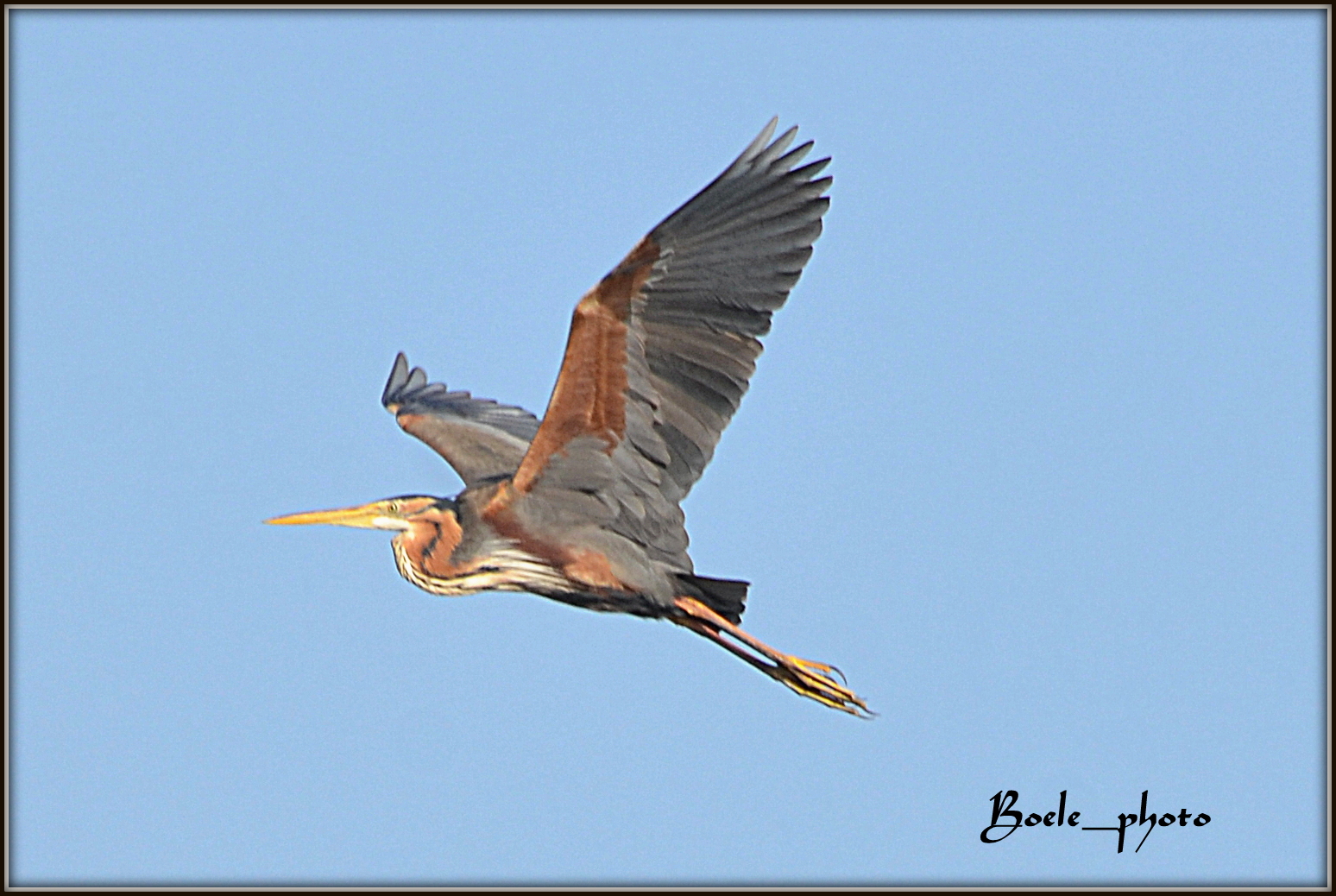 Airone rosso (Ardea Purpurea)
