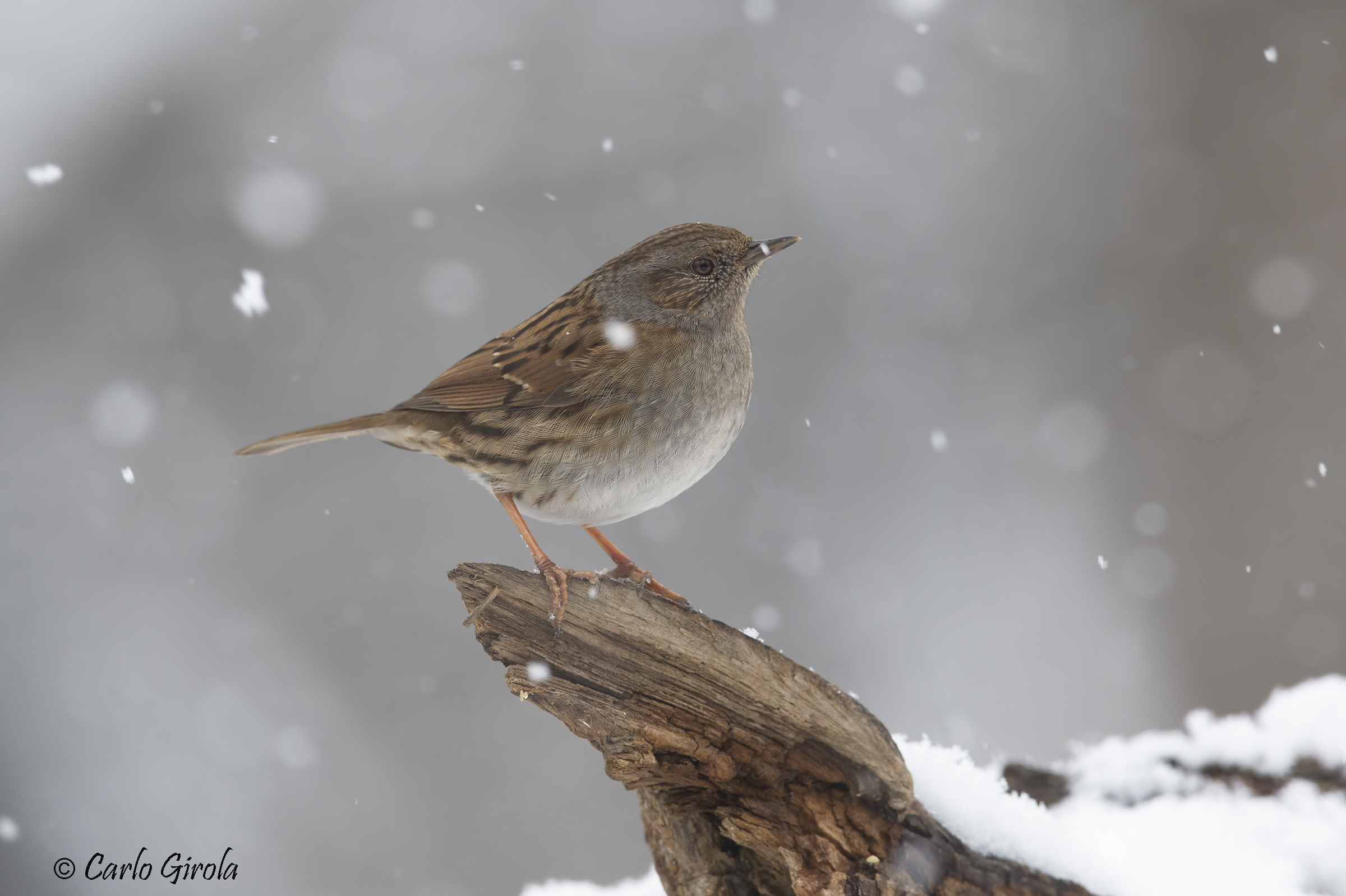 Sparrow (Prunella modularis)