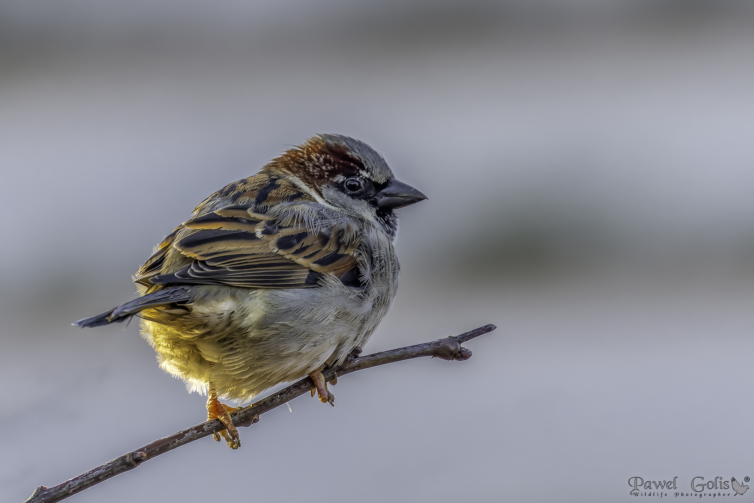 Passero domestico (Passer domesticus)