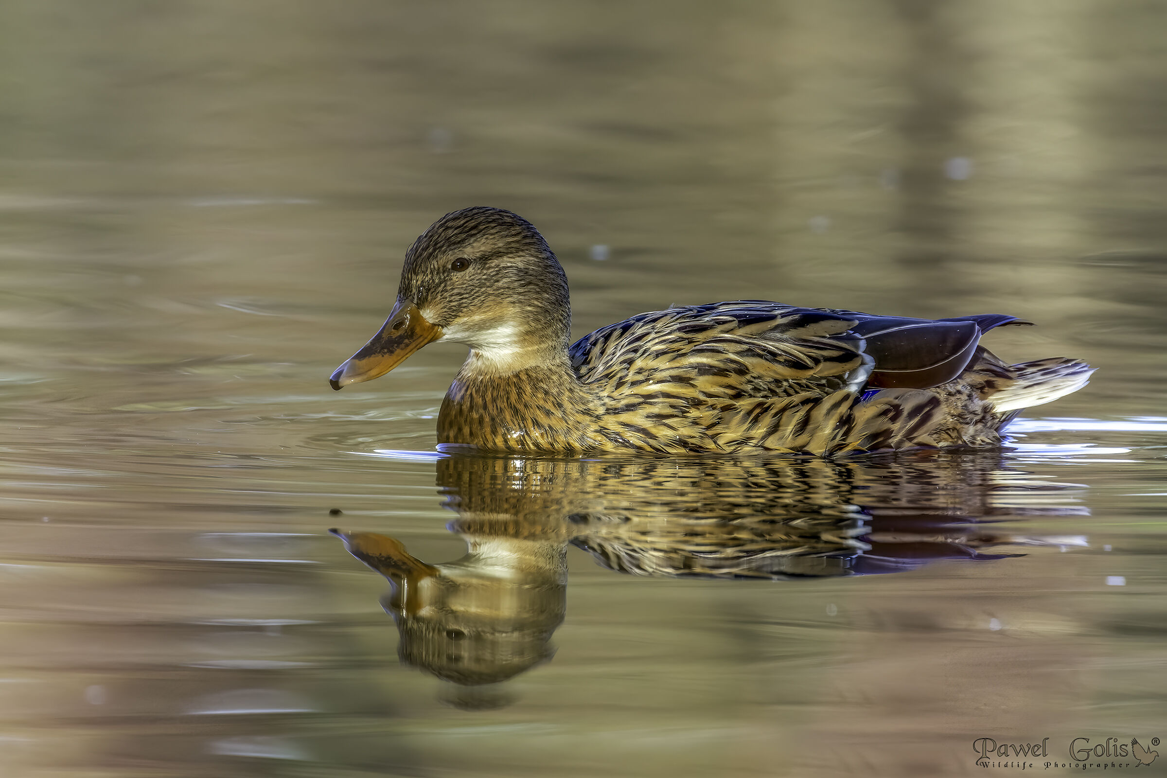 Germano reale (Anas platyrhynchos)