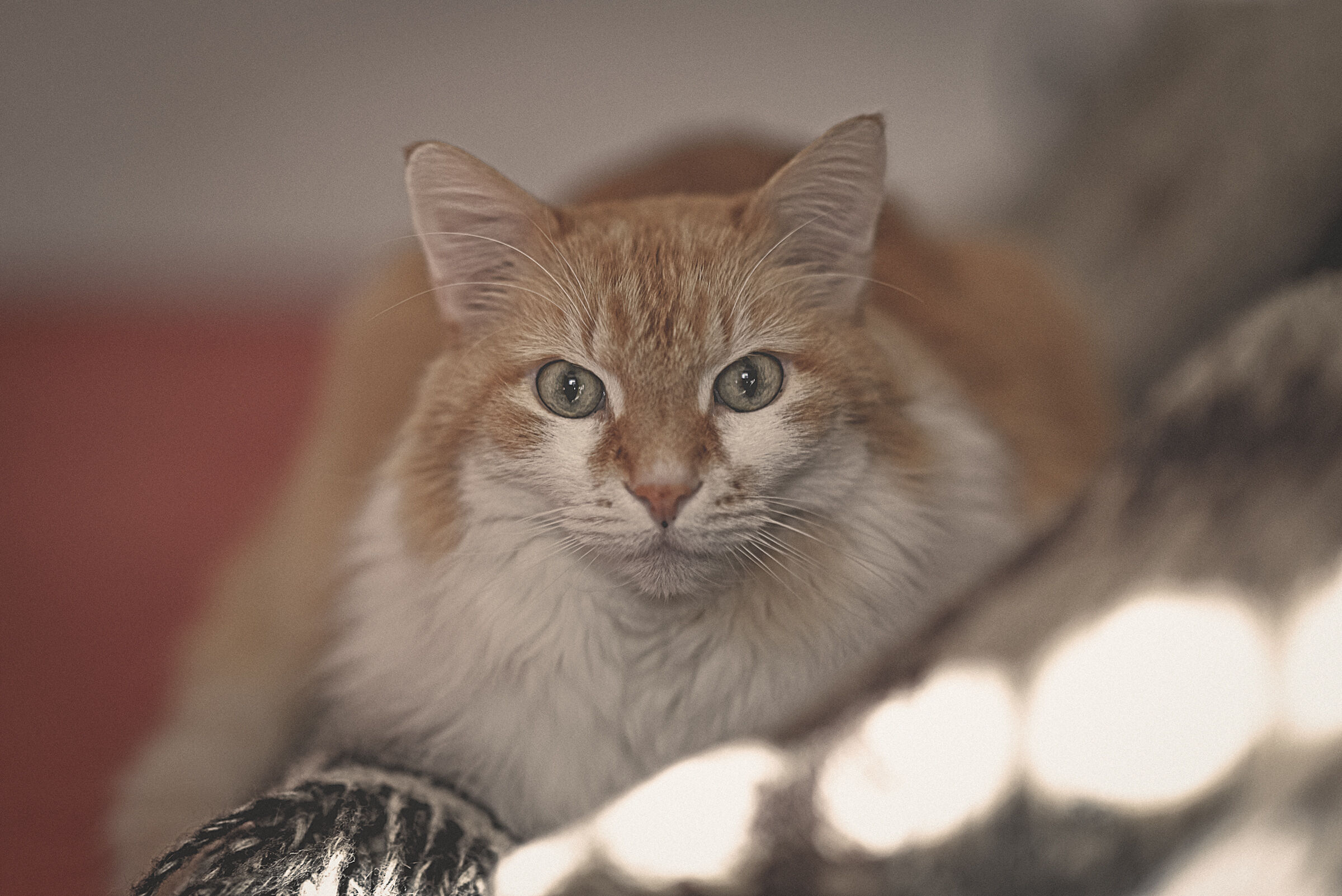 Micione and the 85mm f 1.4 Star