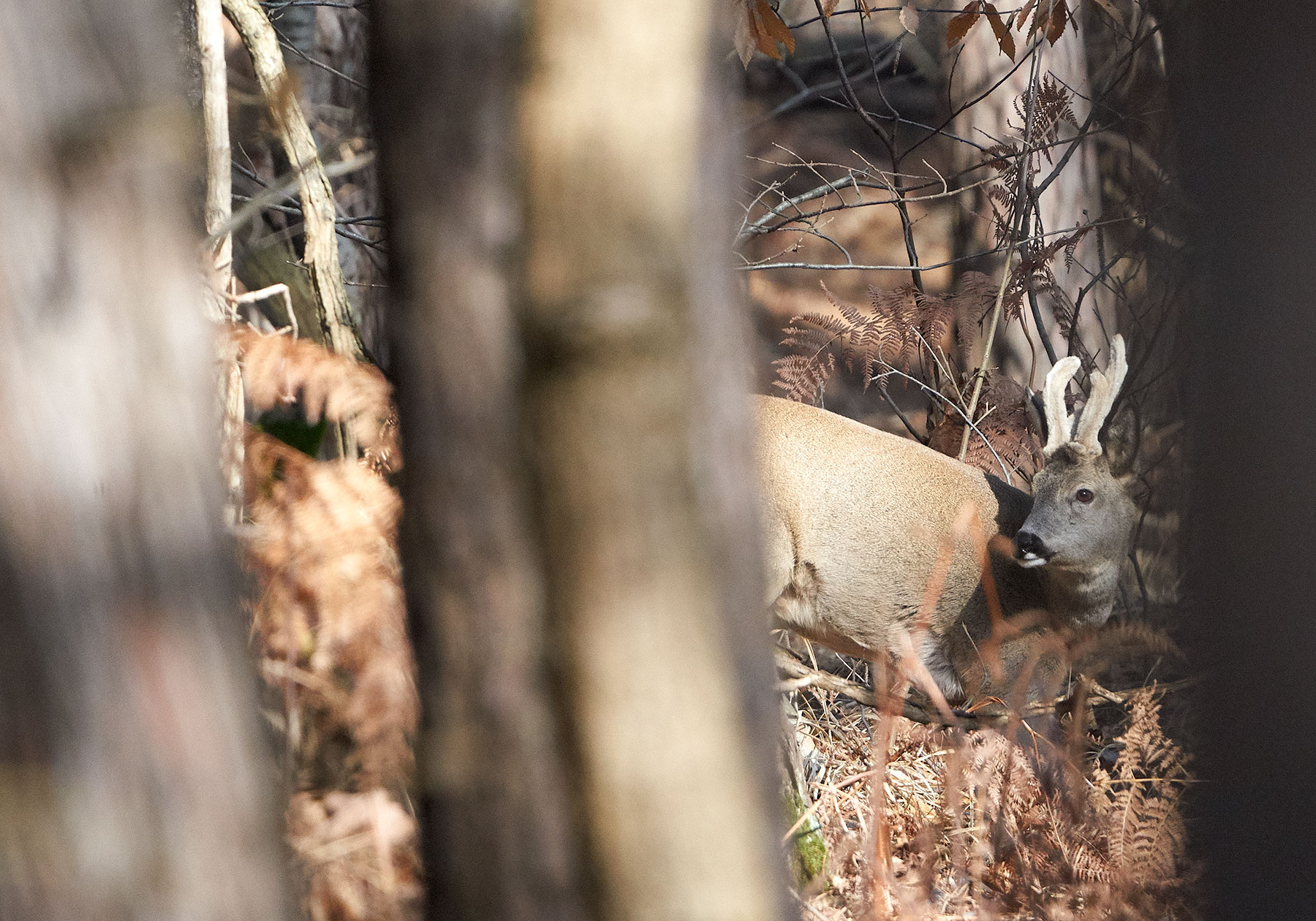 Roe deer in velvet