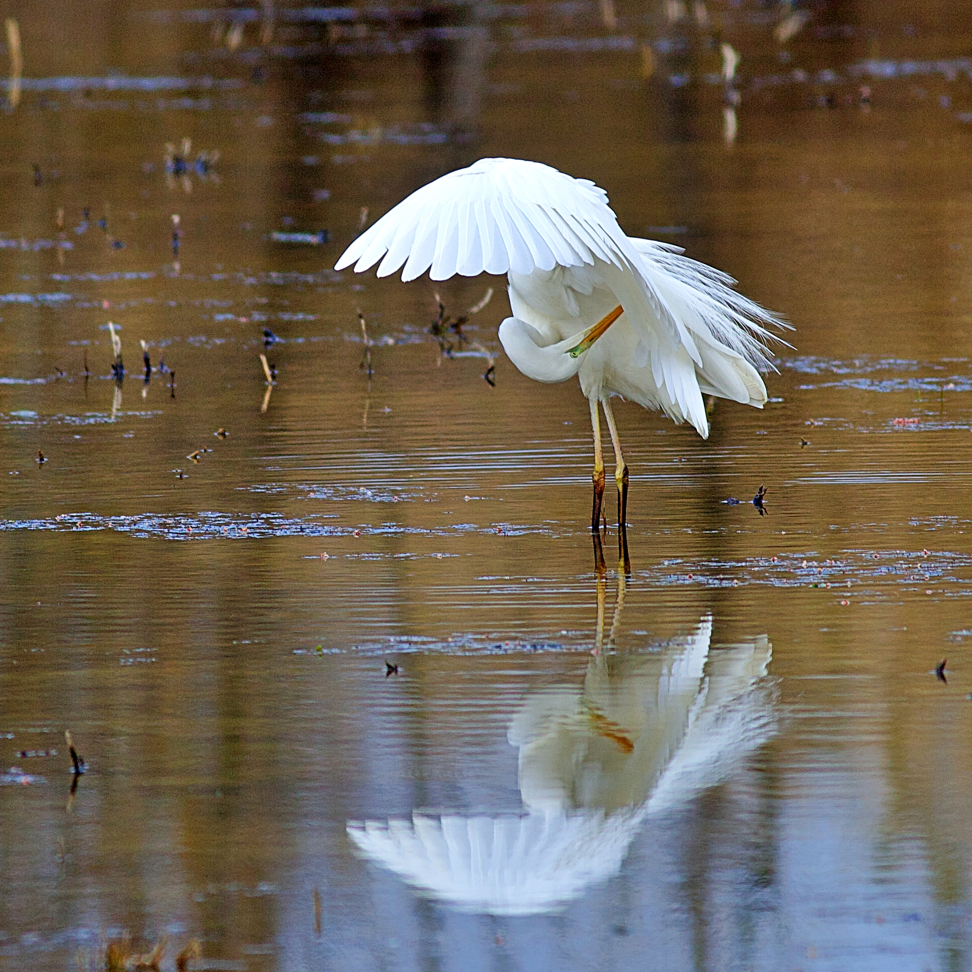 Airone bianco maggiore