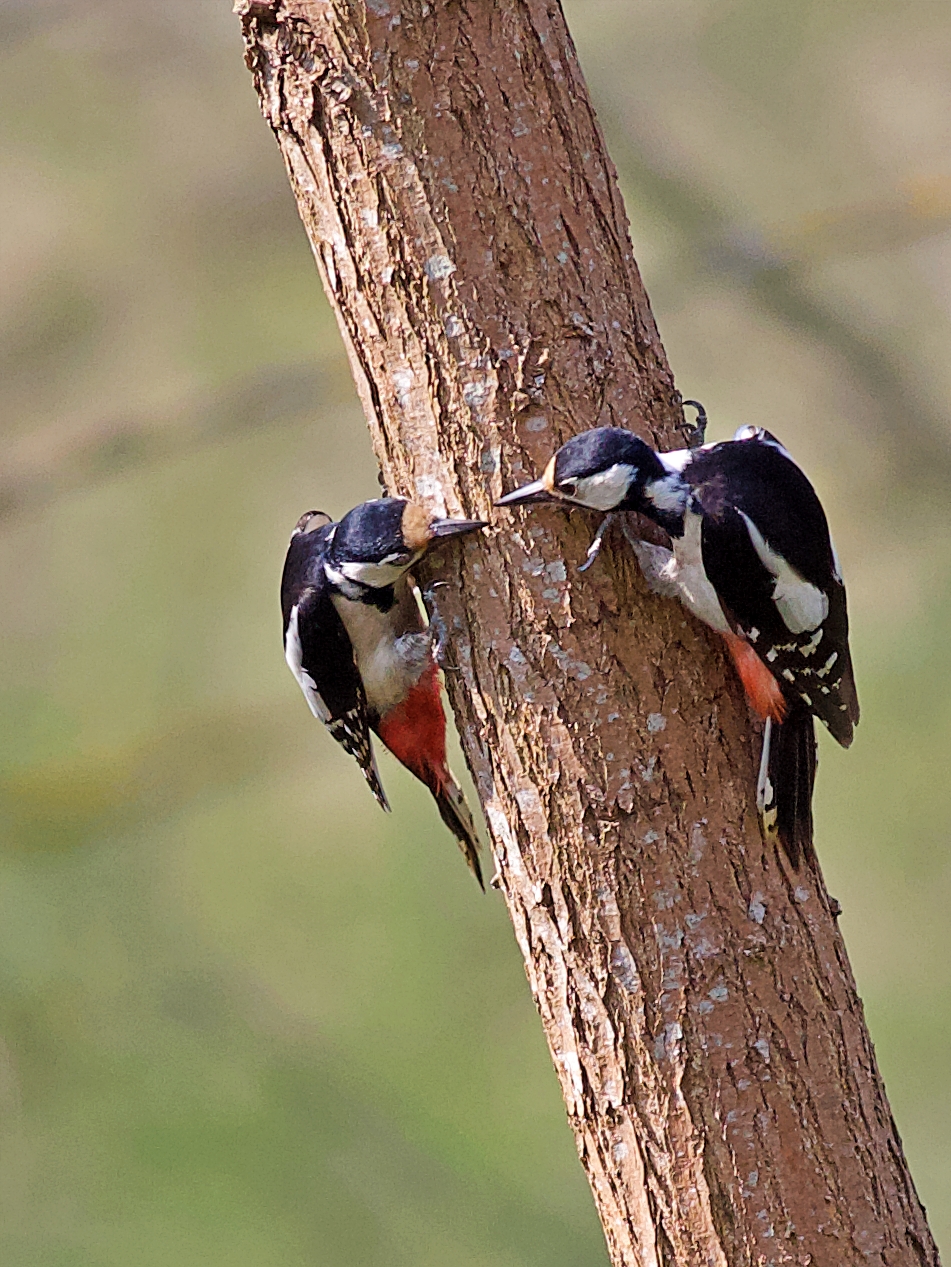 Incontri ravvicinati