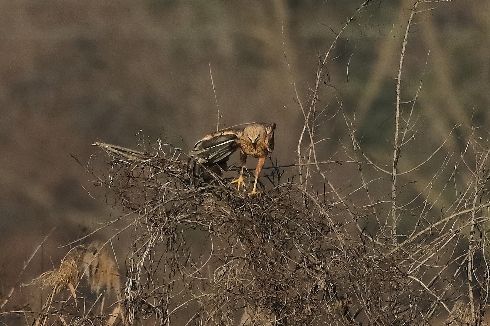 Falco di palude 27-12-2022