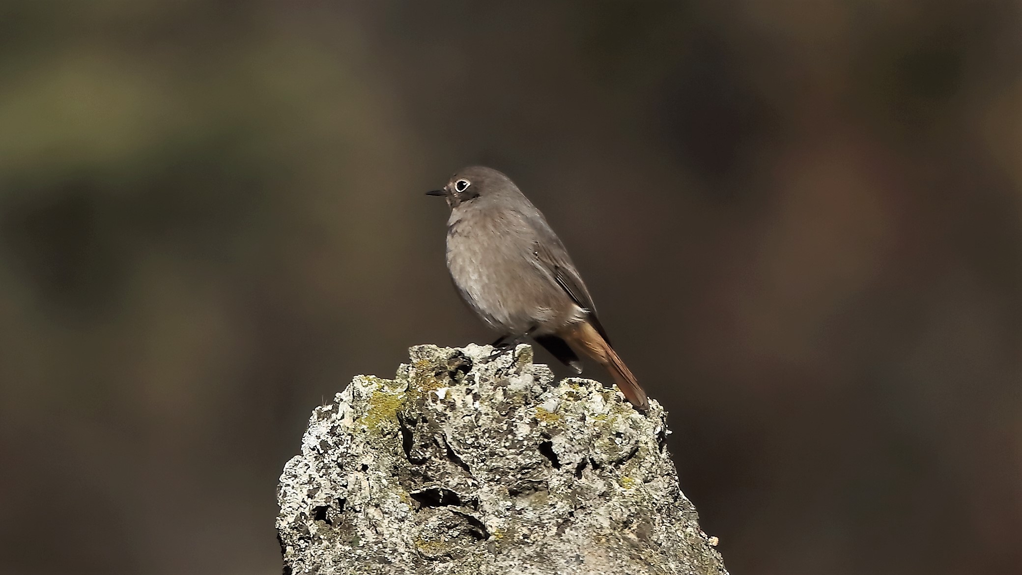 Codirosso 17 dicembre 2022