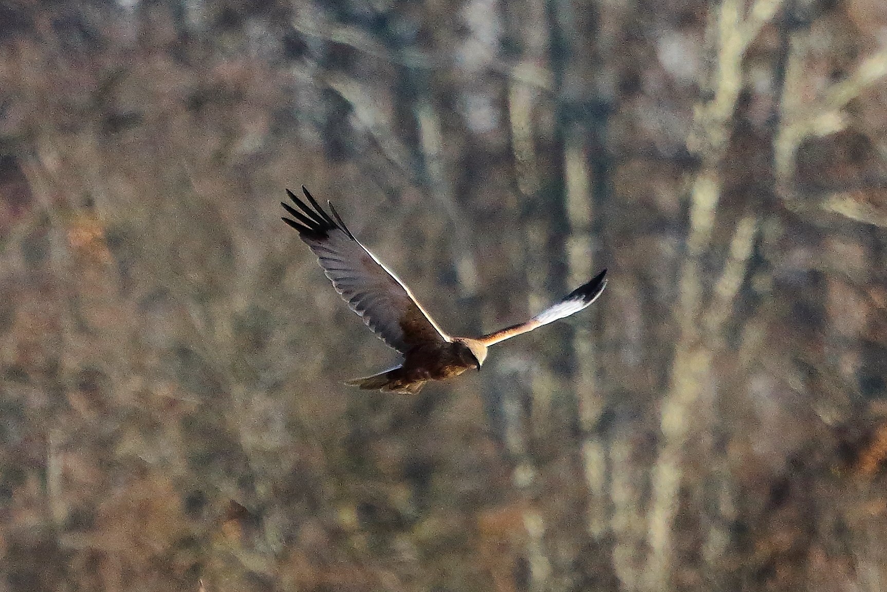 Falco di palude 12 dicembre 2022