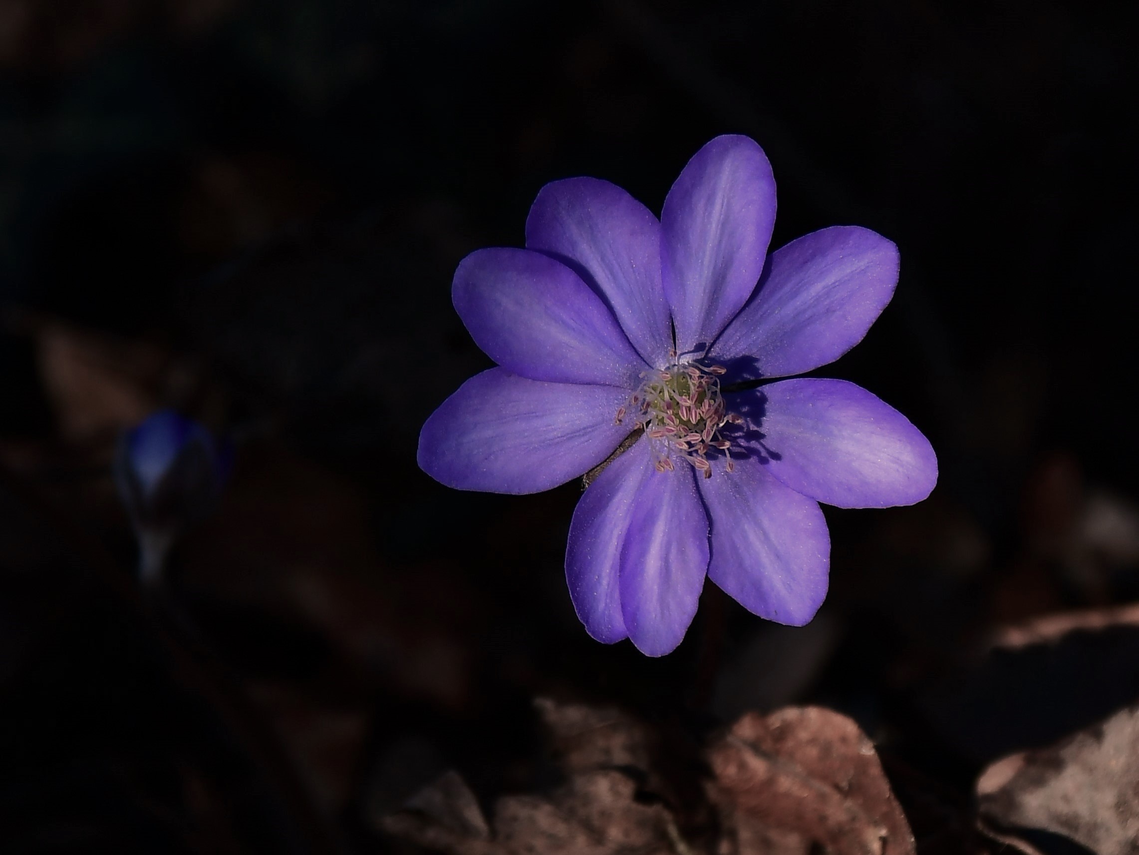 Anemoni
