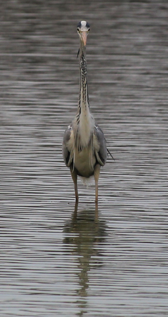 Grey heron