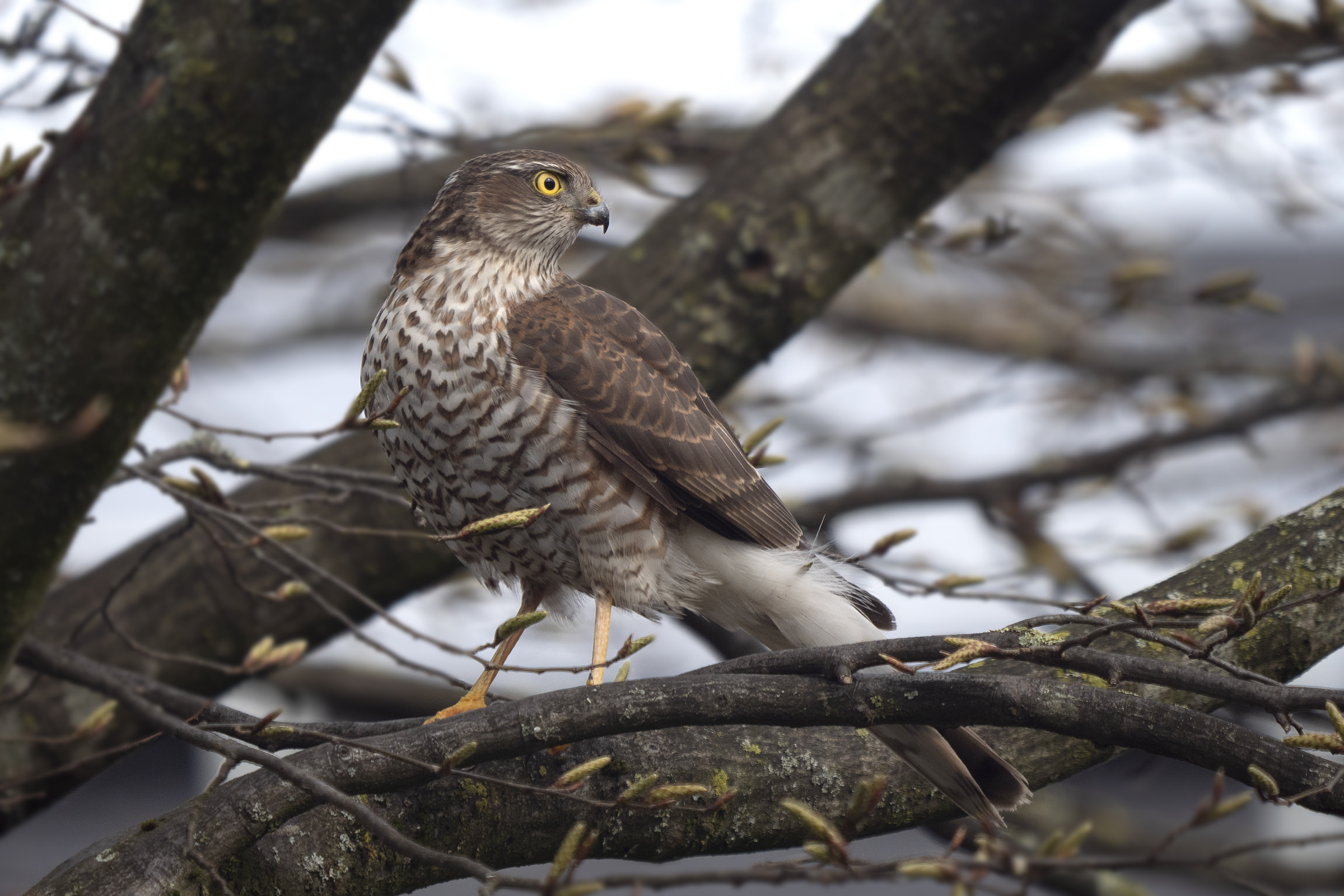 Accipiter nisus