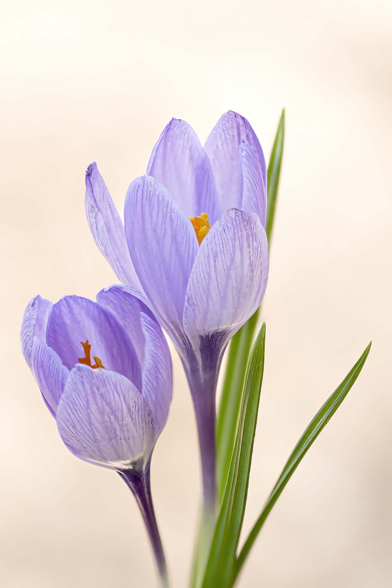 Crocus