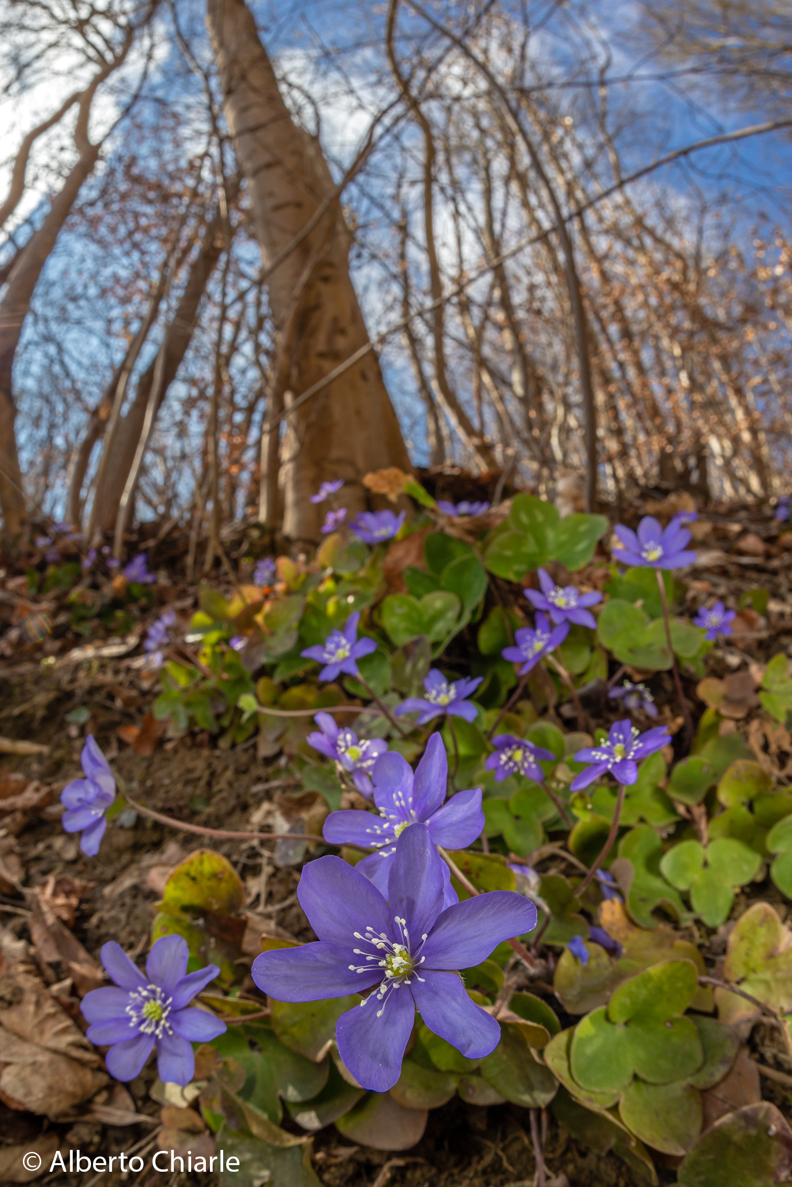 Hepatica nobilis
