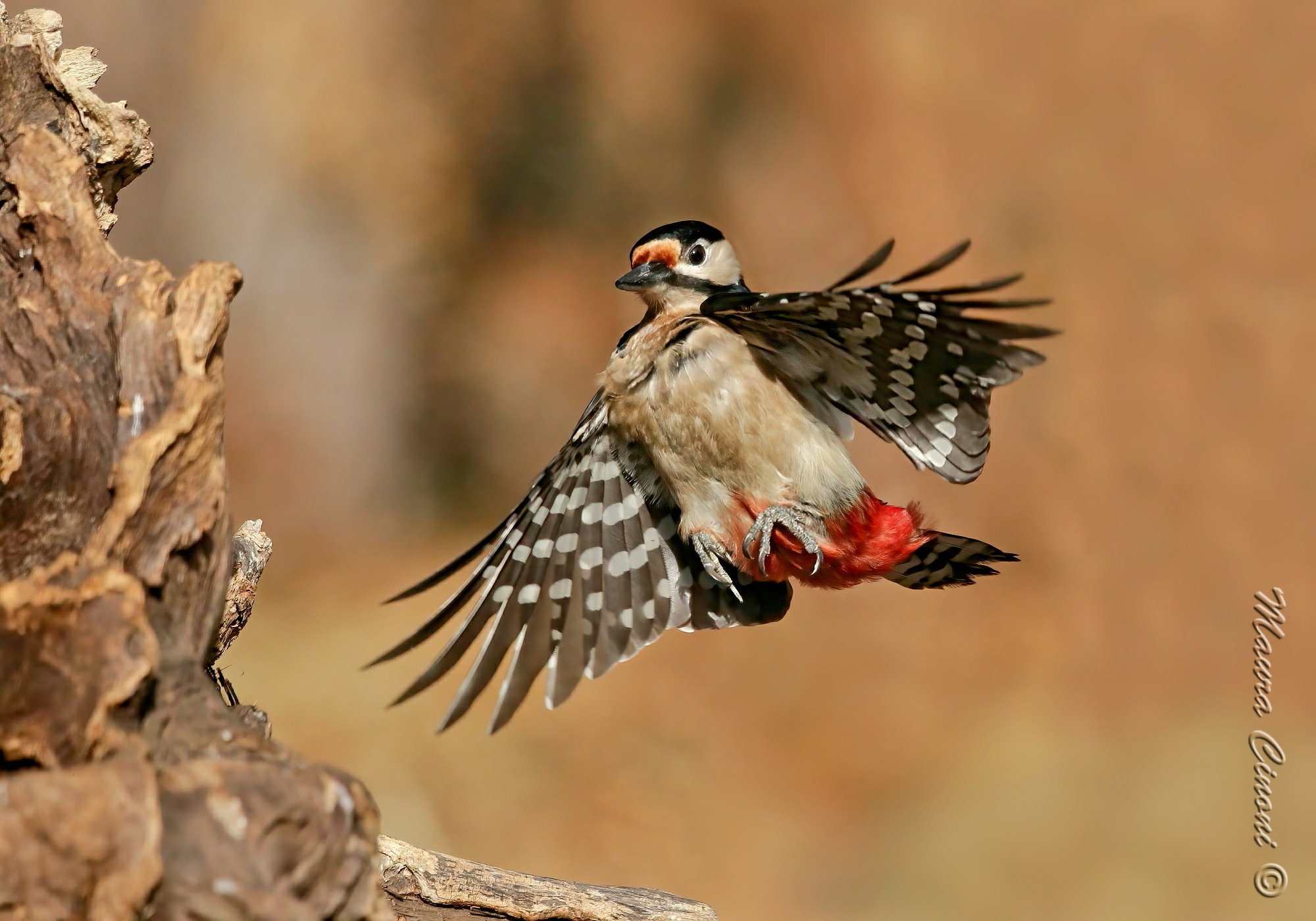 Greater spotted woodpecker
