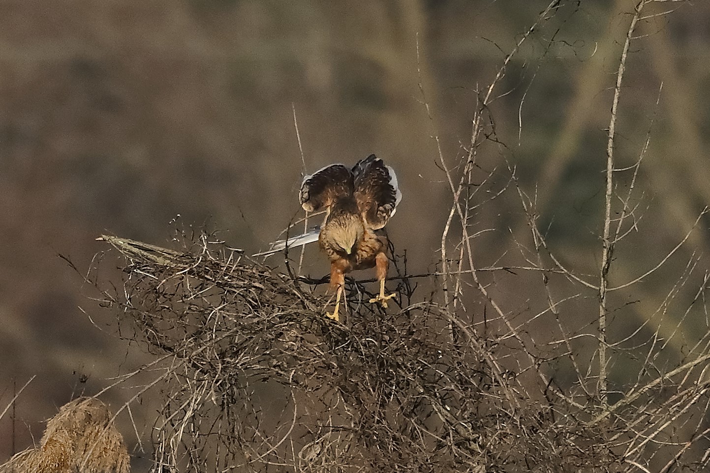 Falco di palude 27-12-2022
