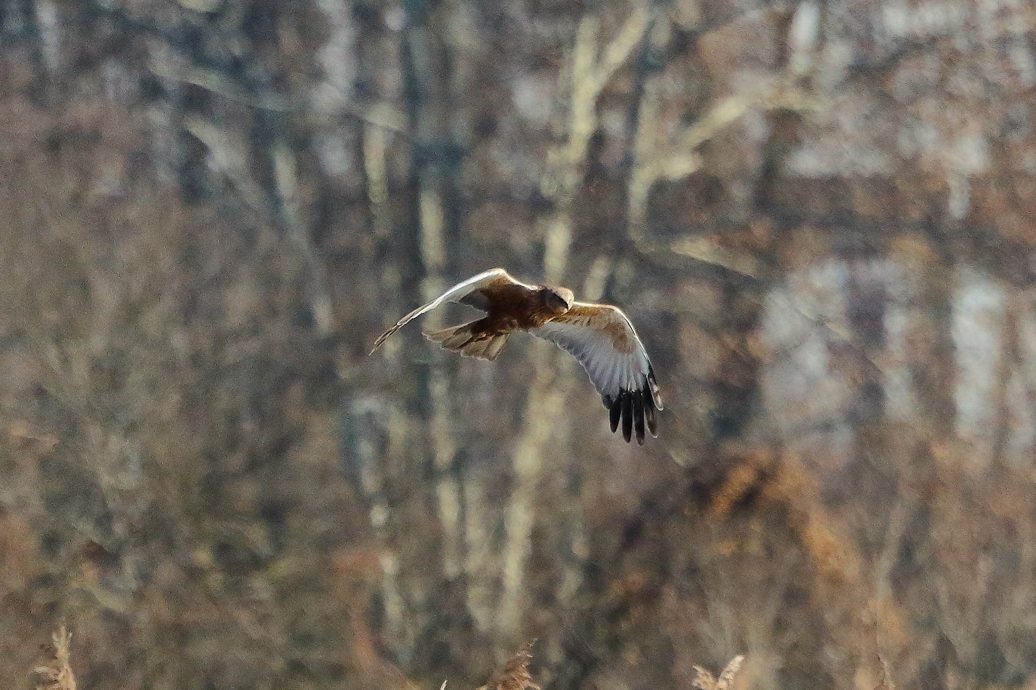 Falco di palude 12 dicembre 2022