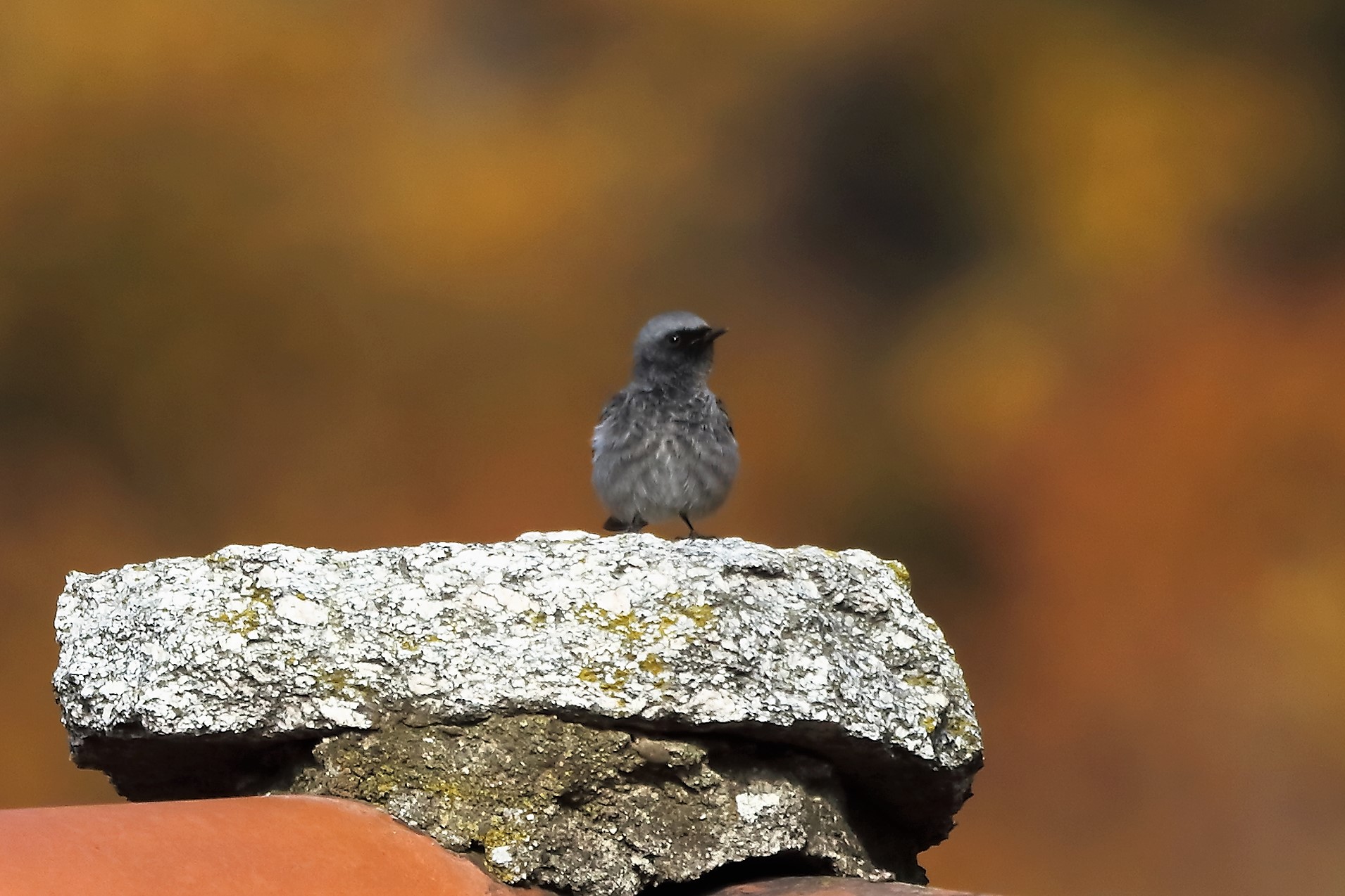 Codirosso 18 dicembre 2022