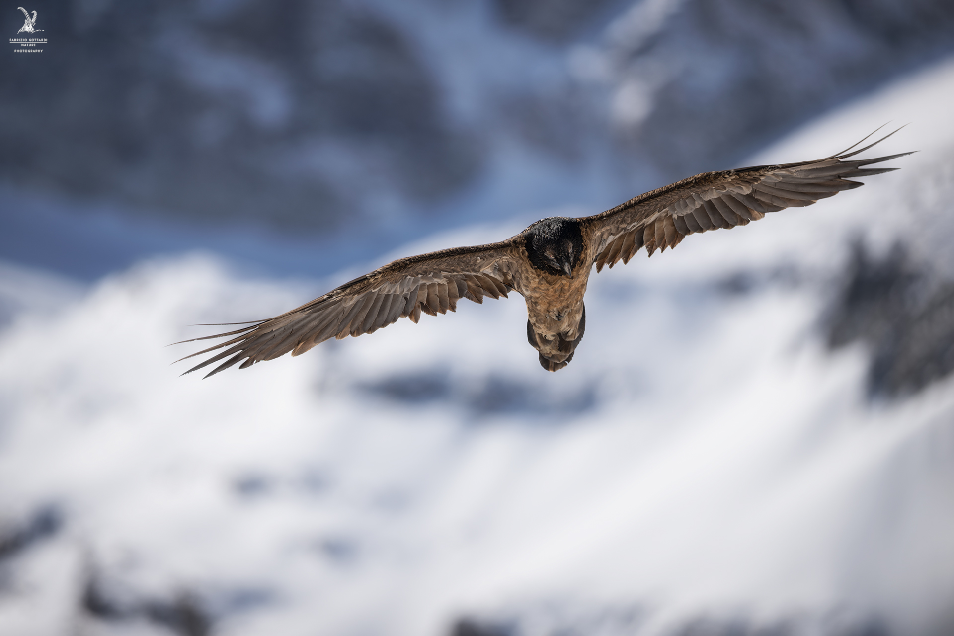 Immature Bearded Vulture