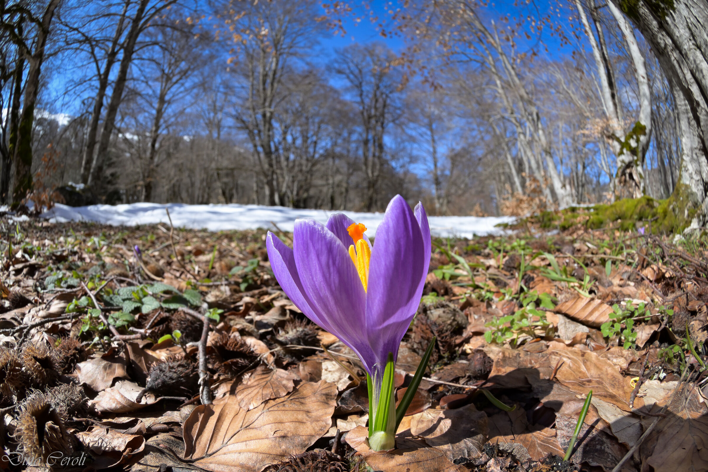 The announcement of spring