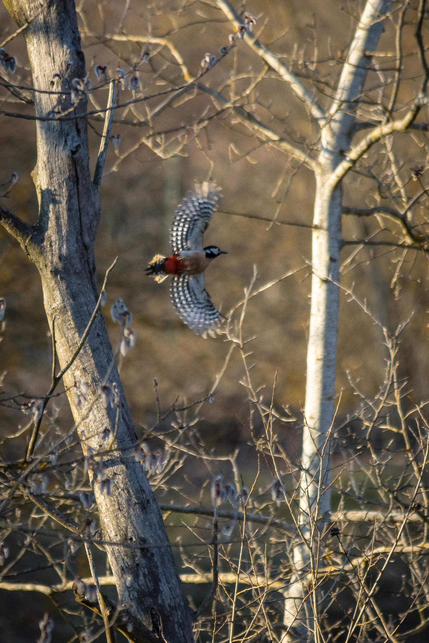 Picchio rosso maggiore in volo