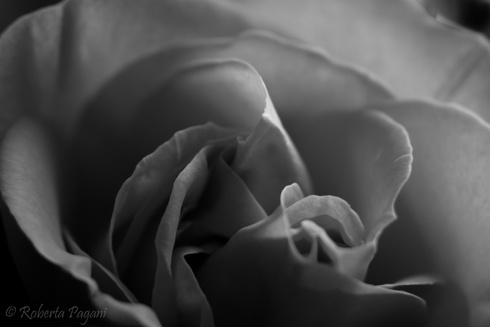 Rose b / w