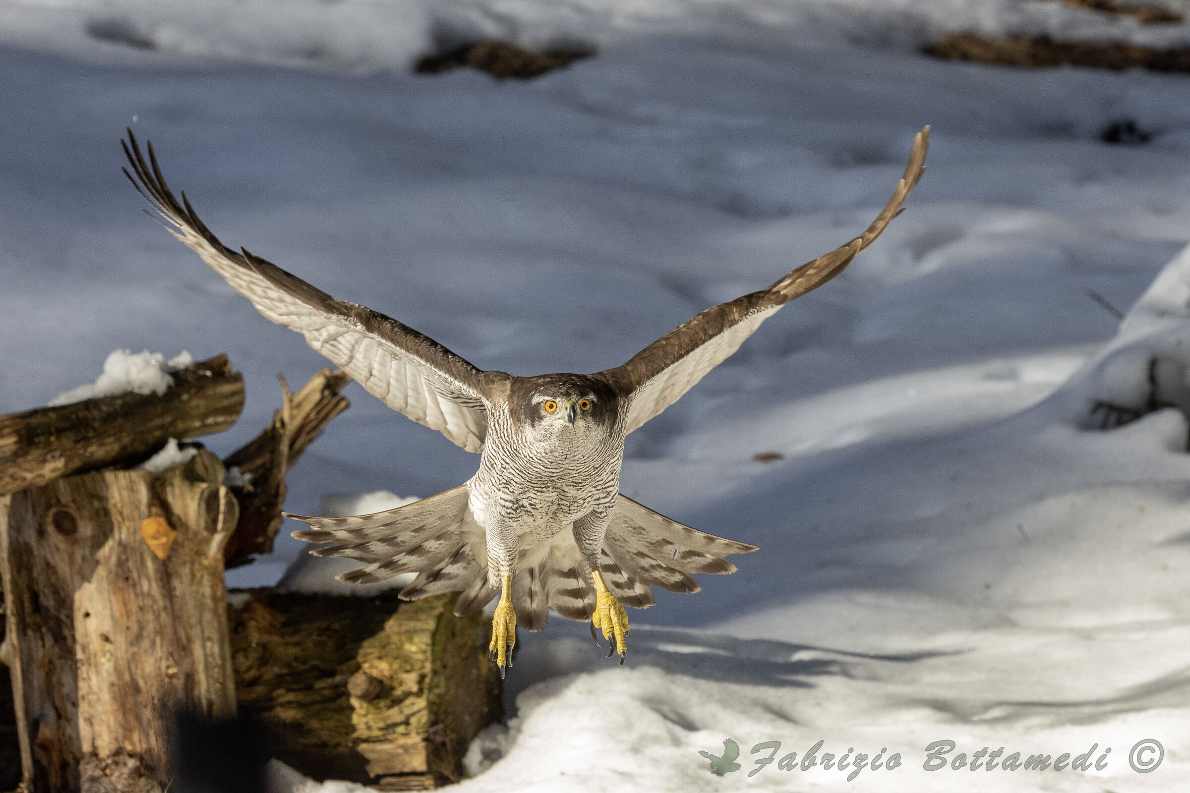 The fiery eyes of the goshawk