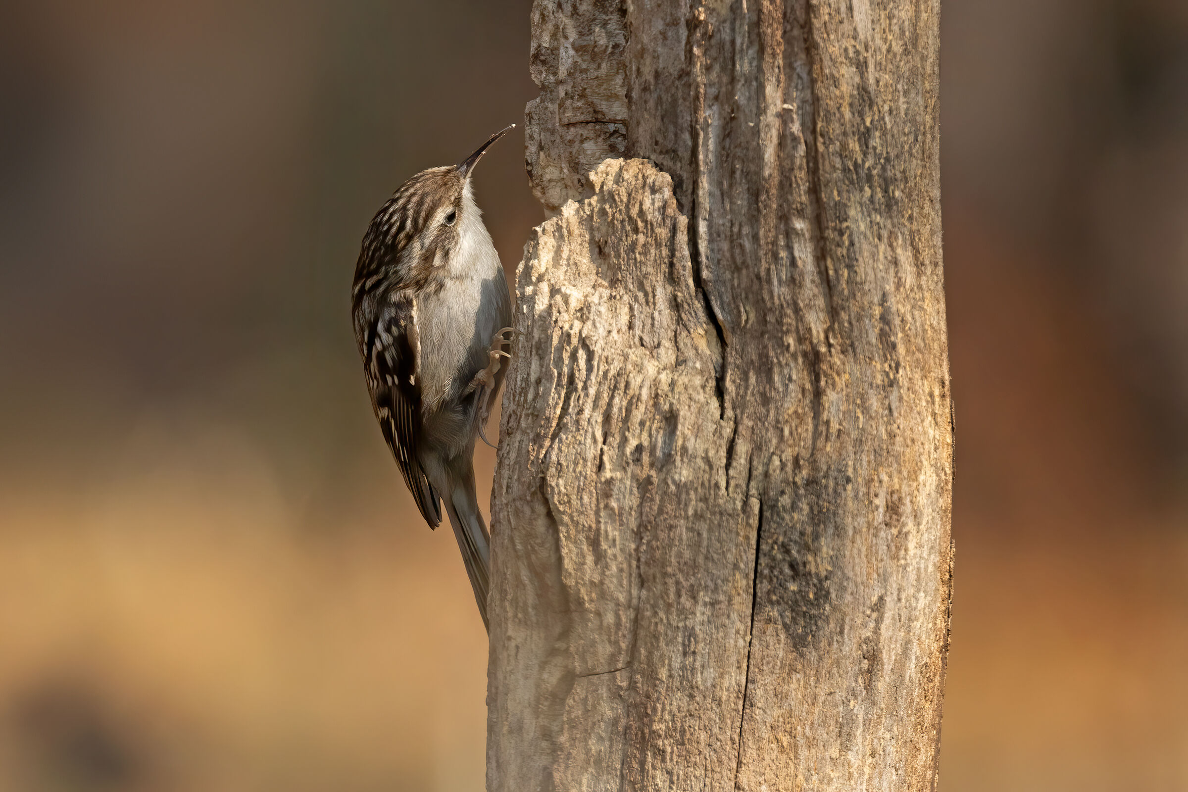 Rampichino (Certhia brachydactyla)