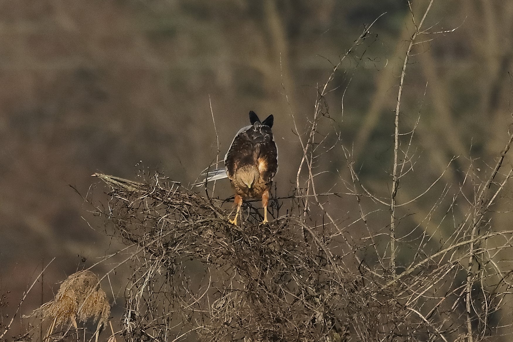 Falco di palude 27-12-2022