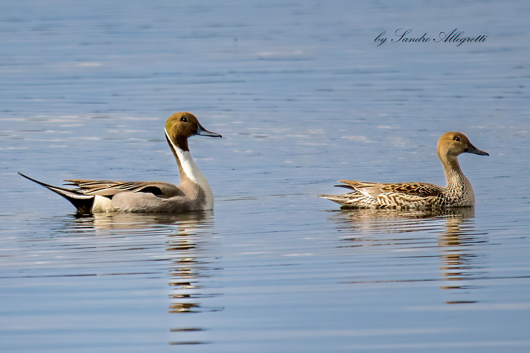 Il codone comune (Anas acuta)