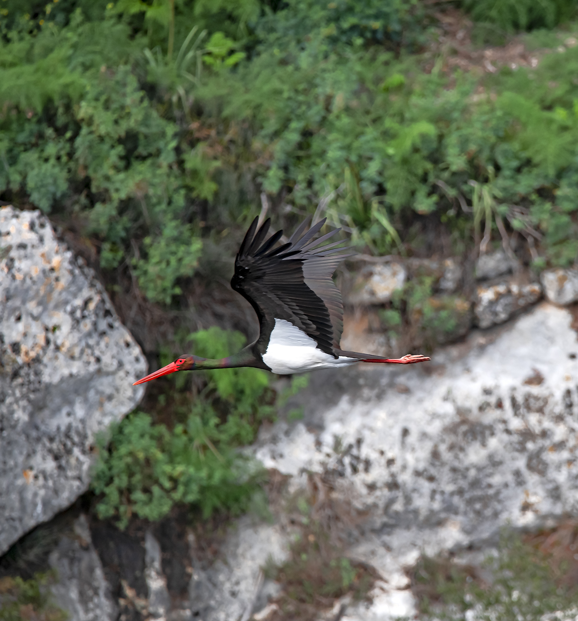 BLACK STORK