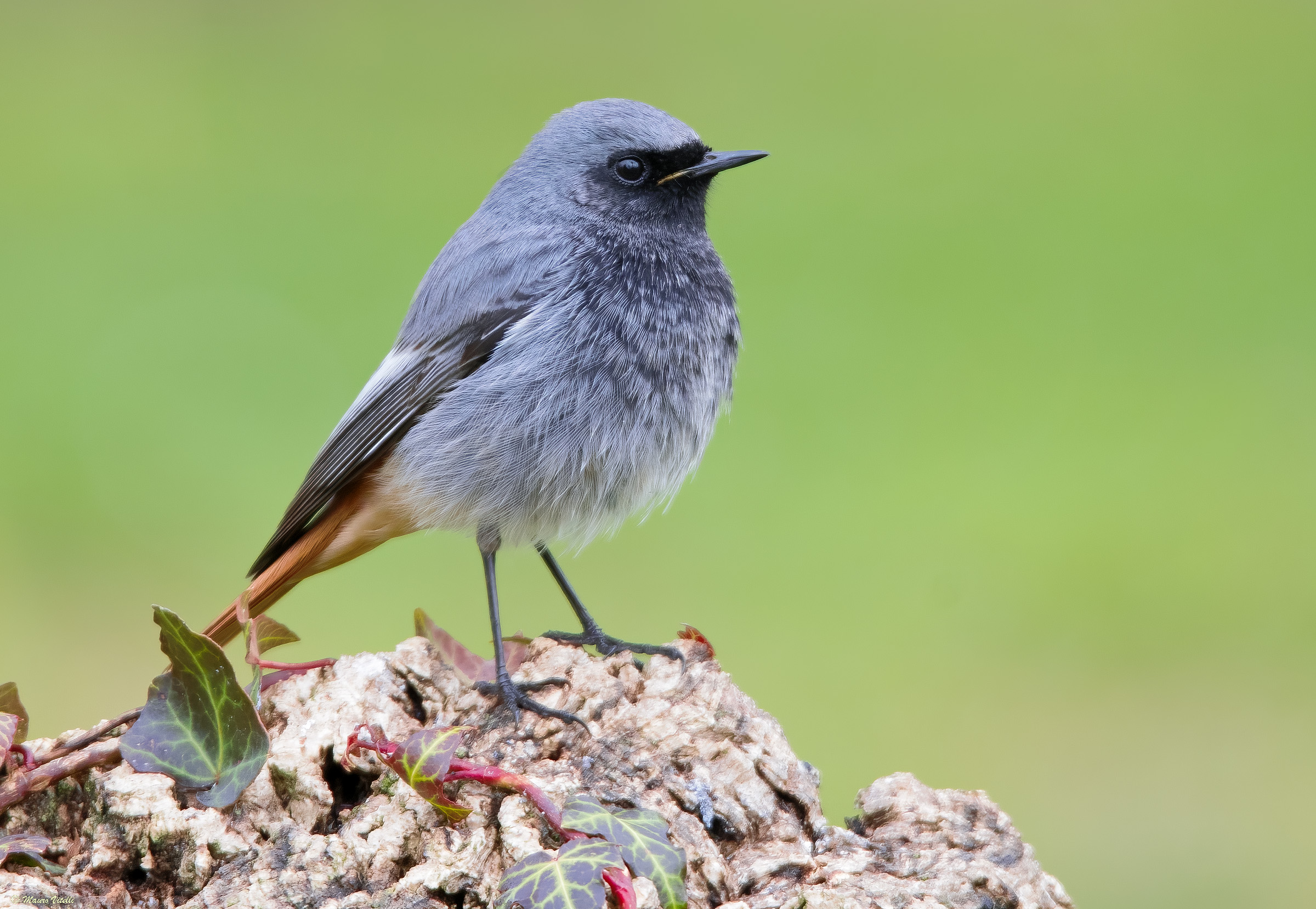 Redstart (Phoenicurus ochruros)